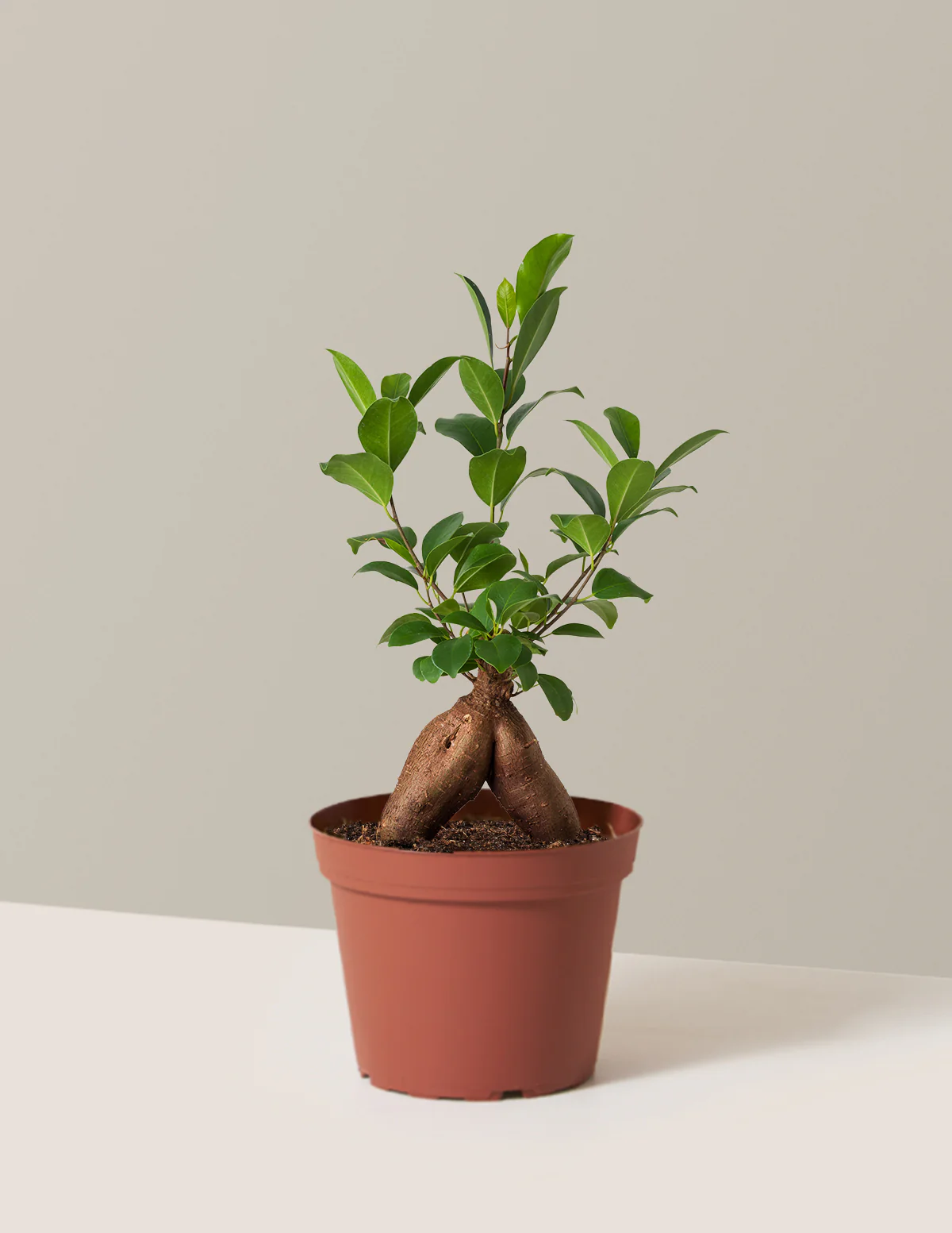 Ficus Ginseng - Image 11