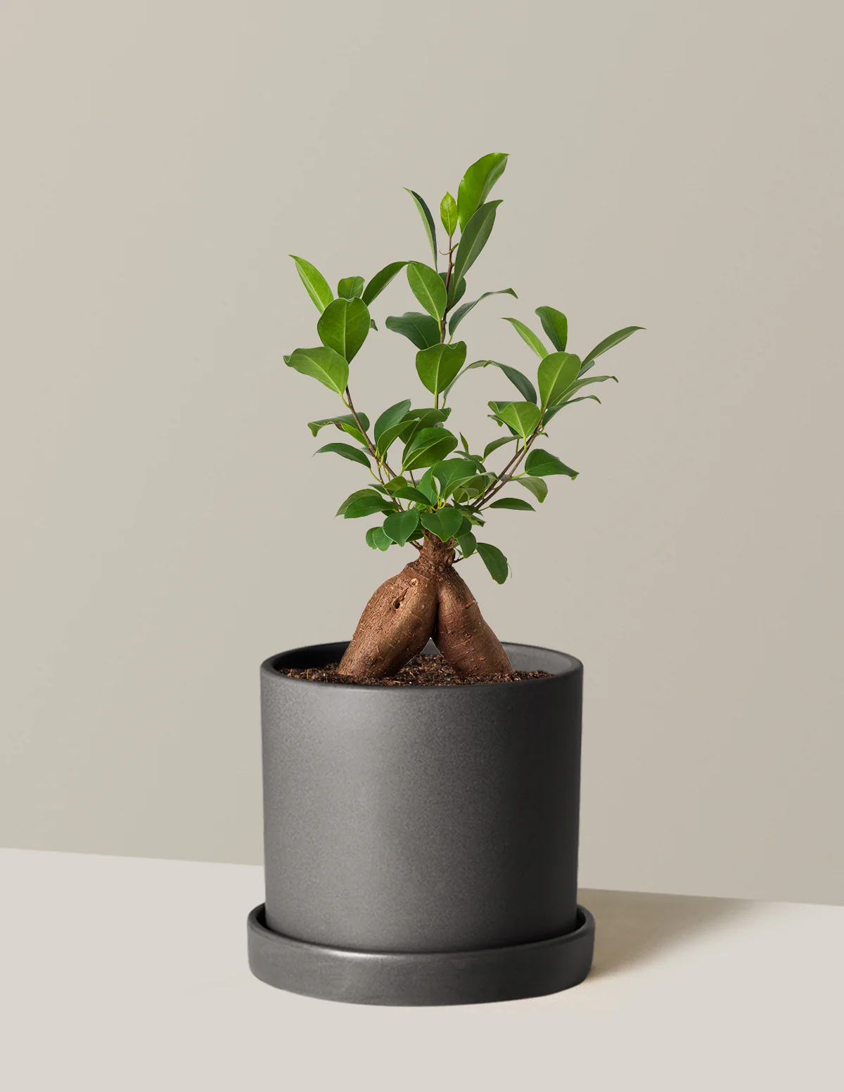 Ficus Ginseng - Image 12