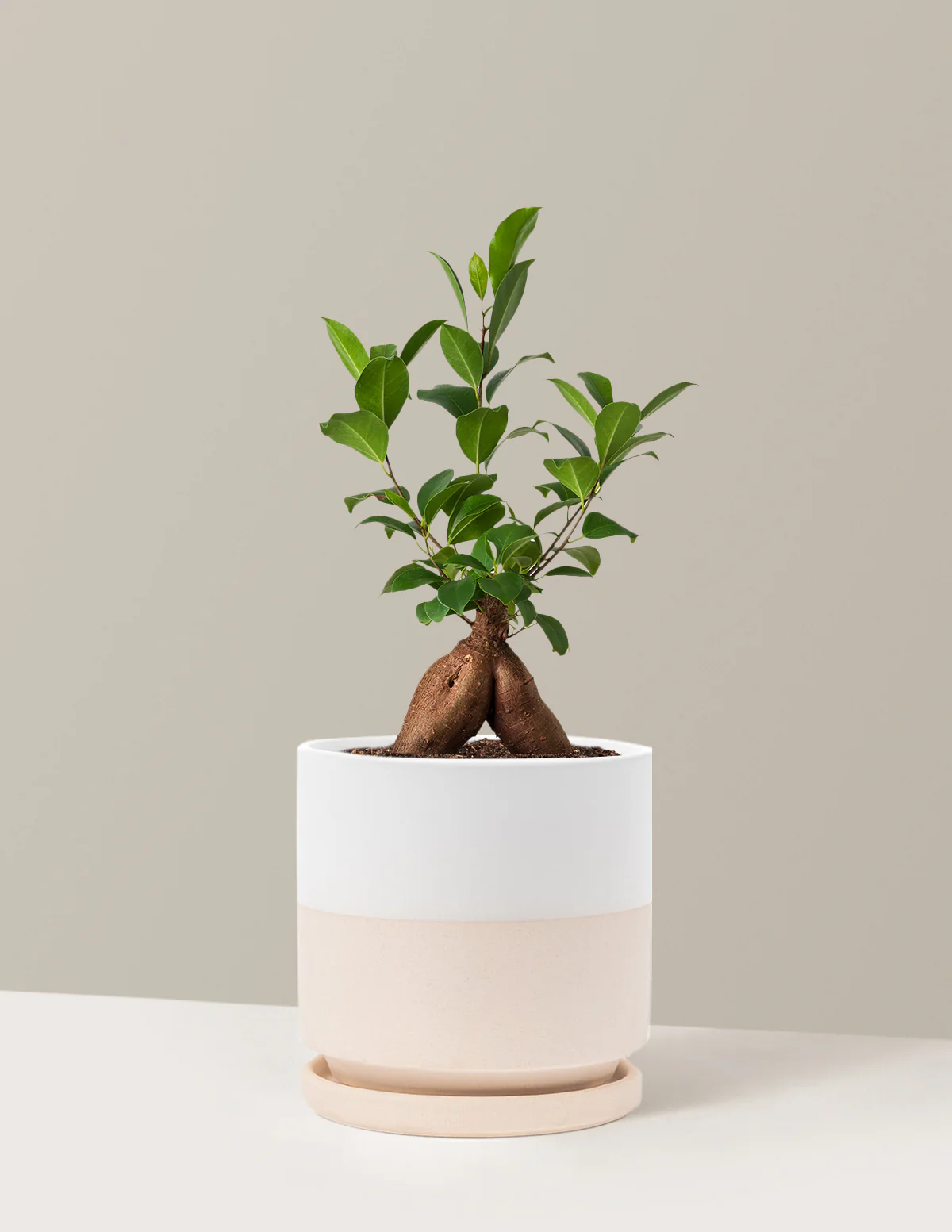 Ficus Ginseng - Image 22