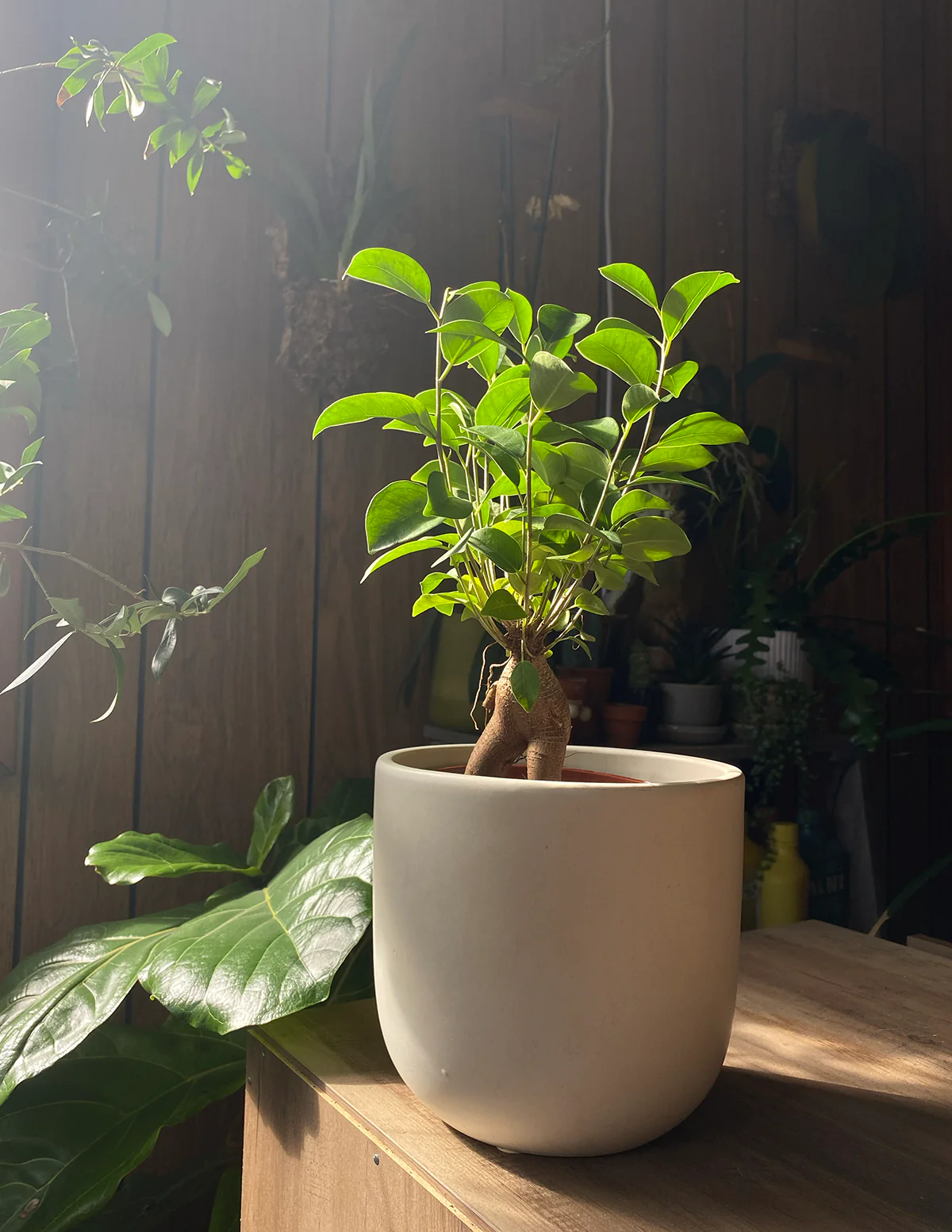 Ficus Ginseng - Image 3