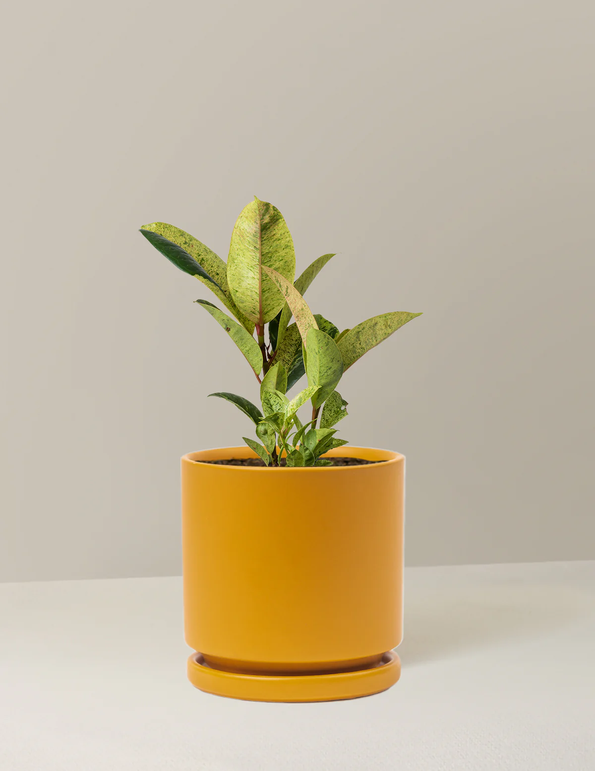 Ficus Shivereana - Image 16