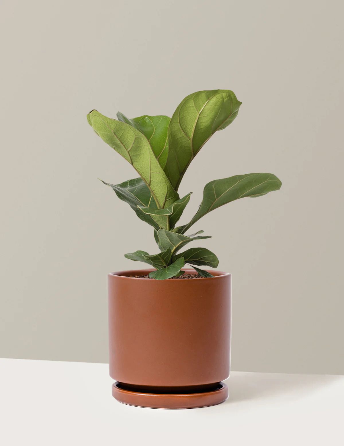Fiddle Leaf Fig - Image 19