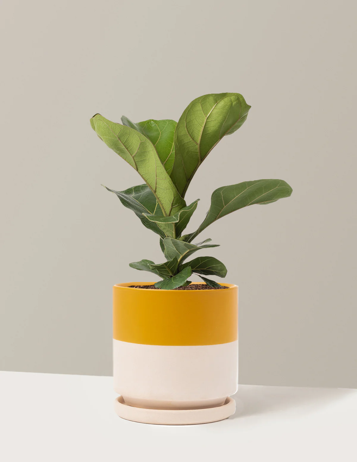 Fiddle Leaf Fig - Image 24