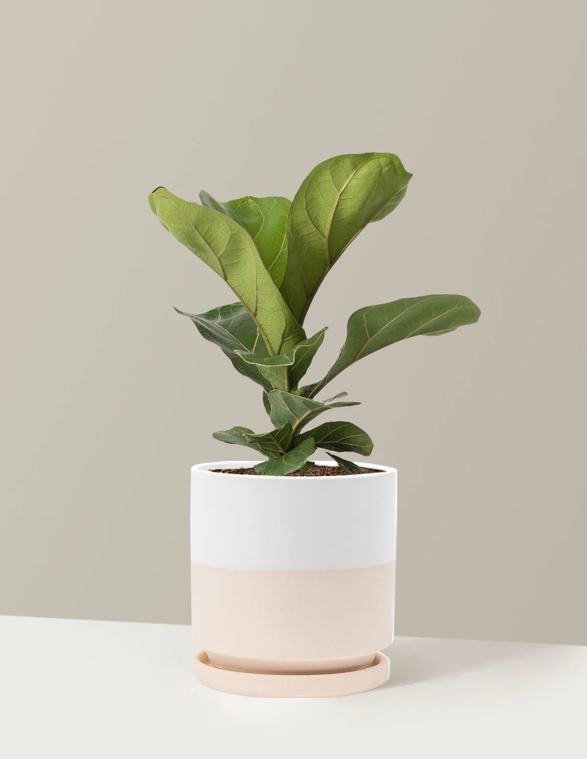 Fiddle Leaf Fig - Image 34