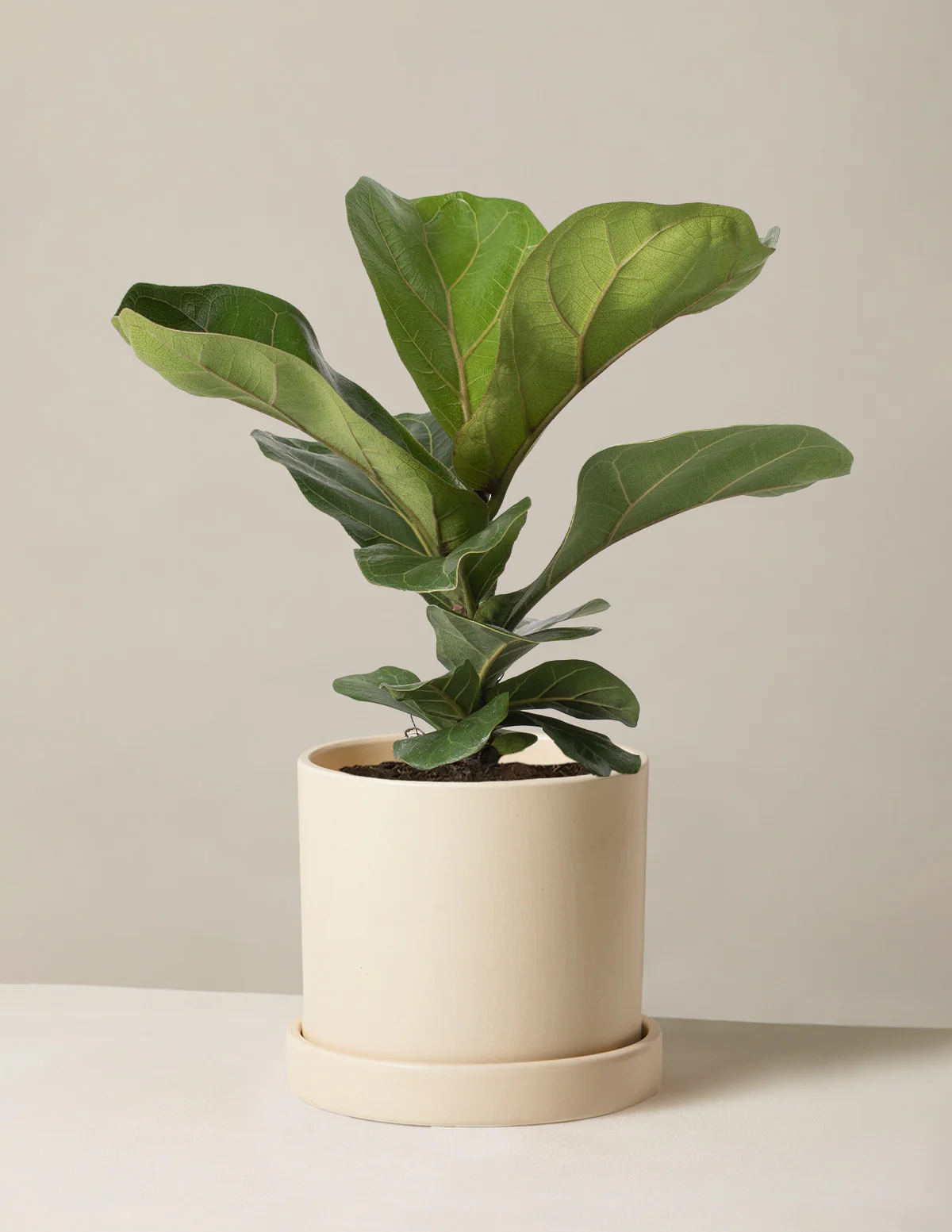 Fiddle Leaf Fig - Image 35