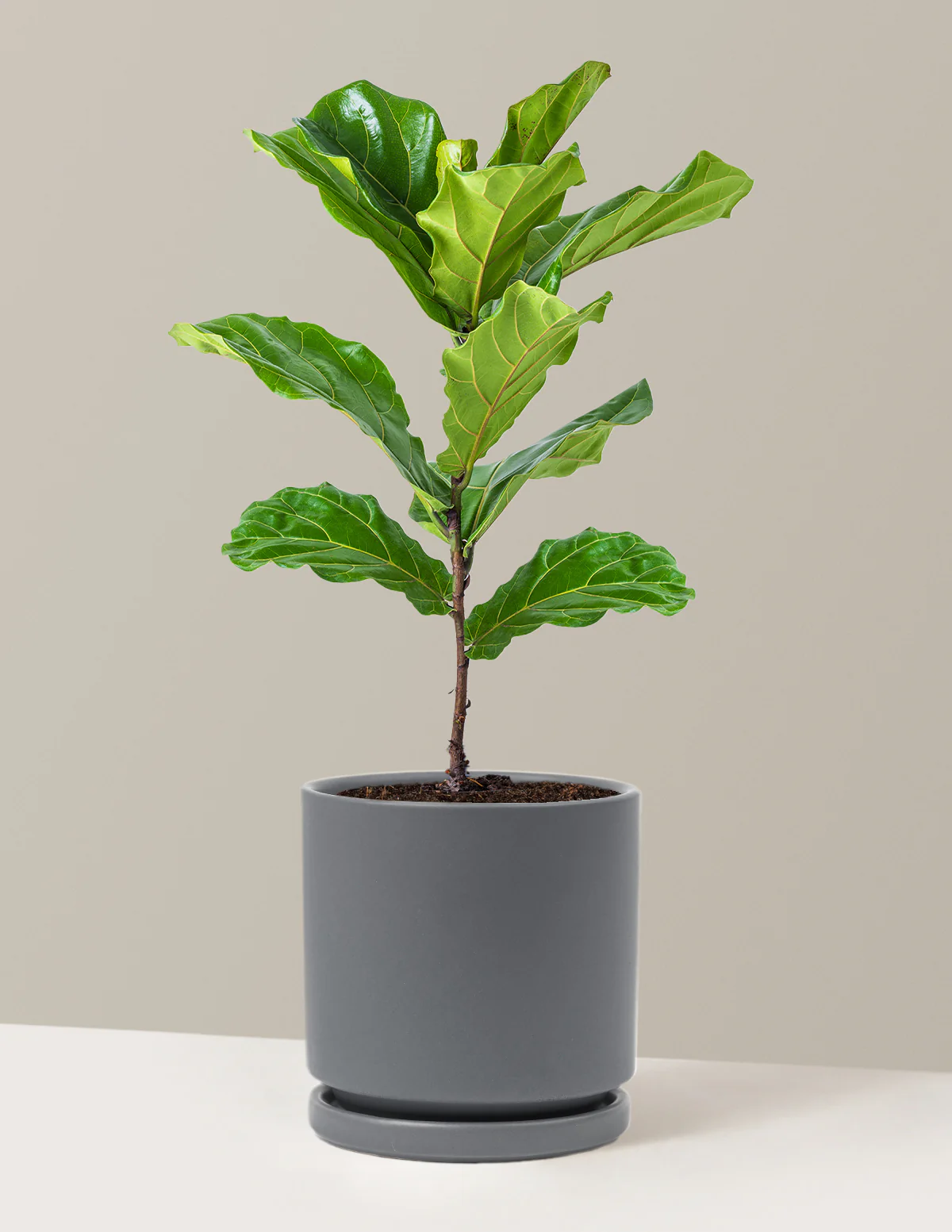 Fiddle Leaf Fig Bush - Image 3