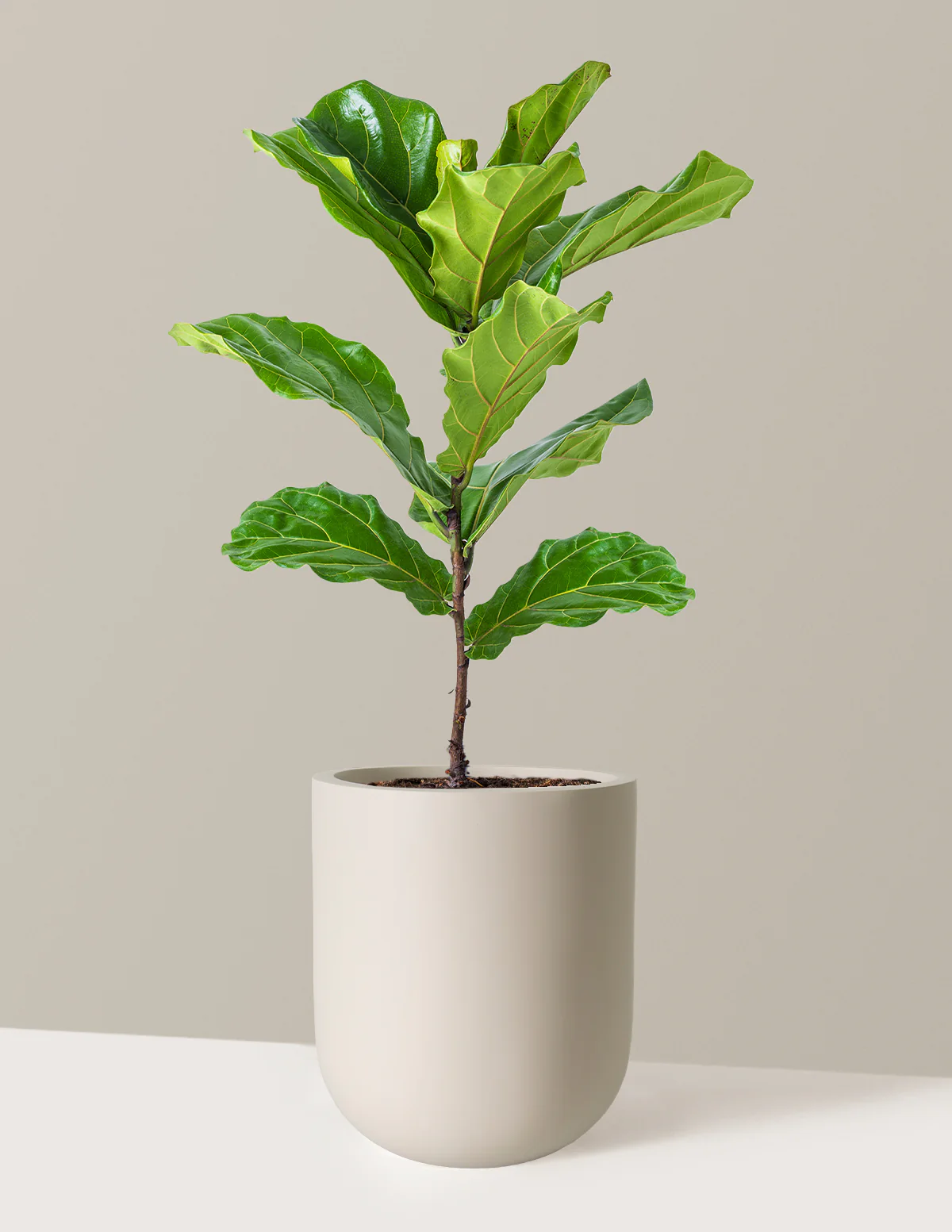 Fiddle Leaf Fig Bush - Image 4