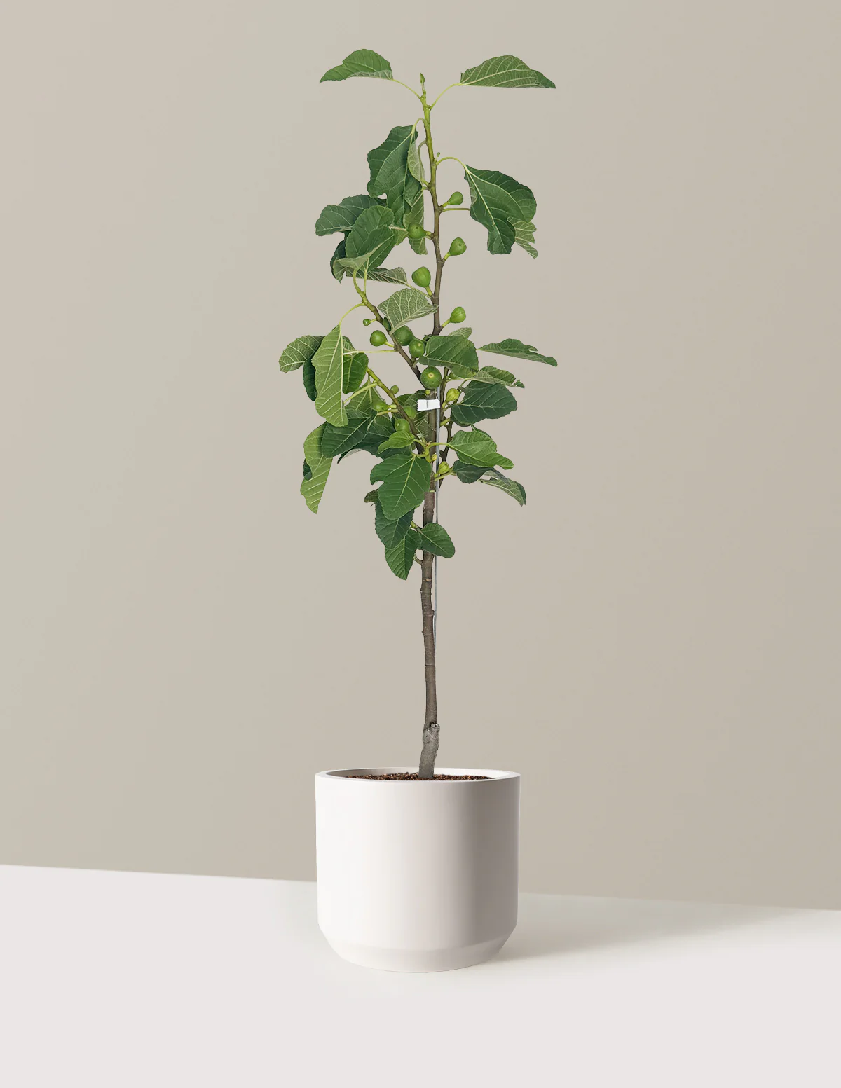 Fignominal Fig - Image 13