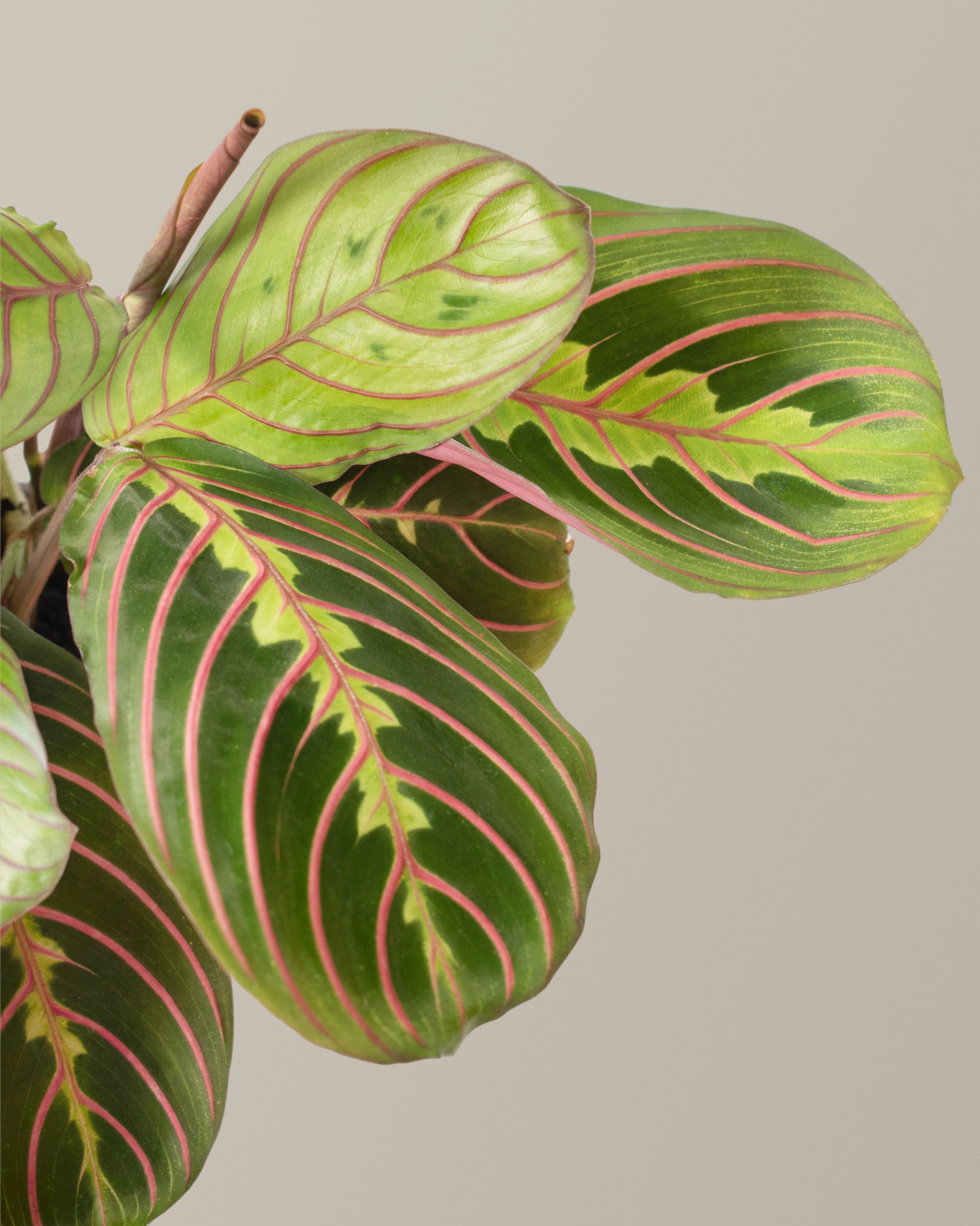 Red Prayer Plant - Image 3