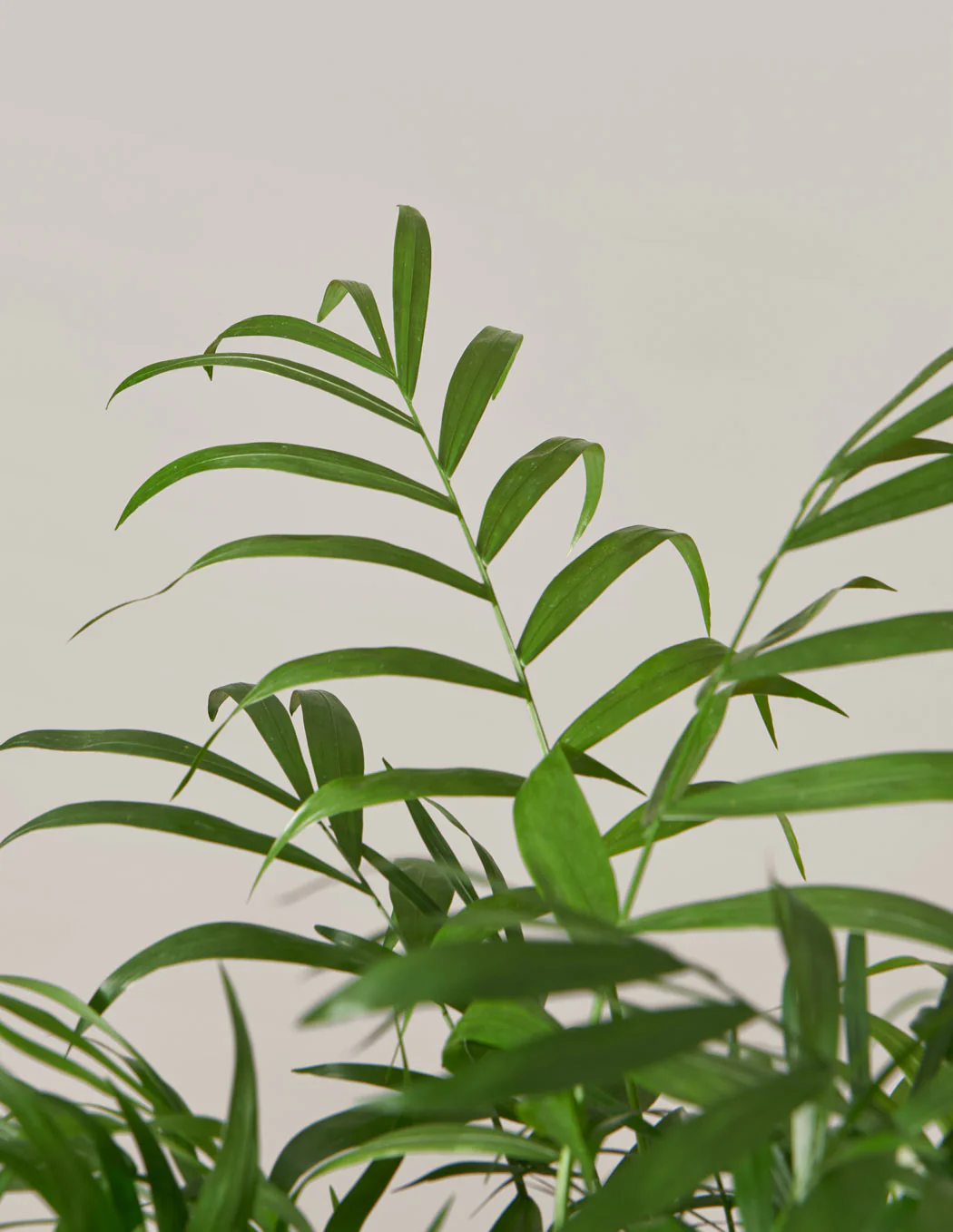 Parlor Palm - Image 9