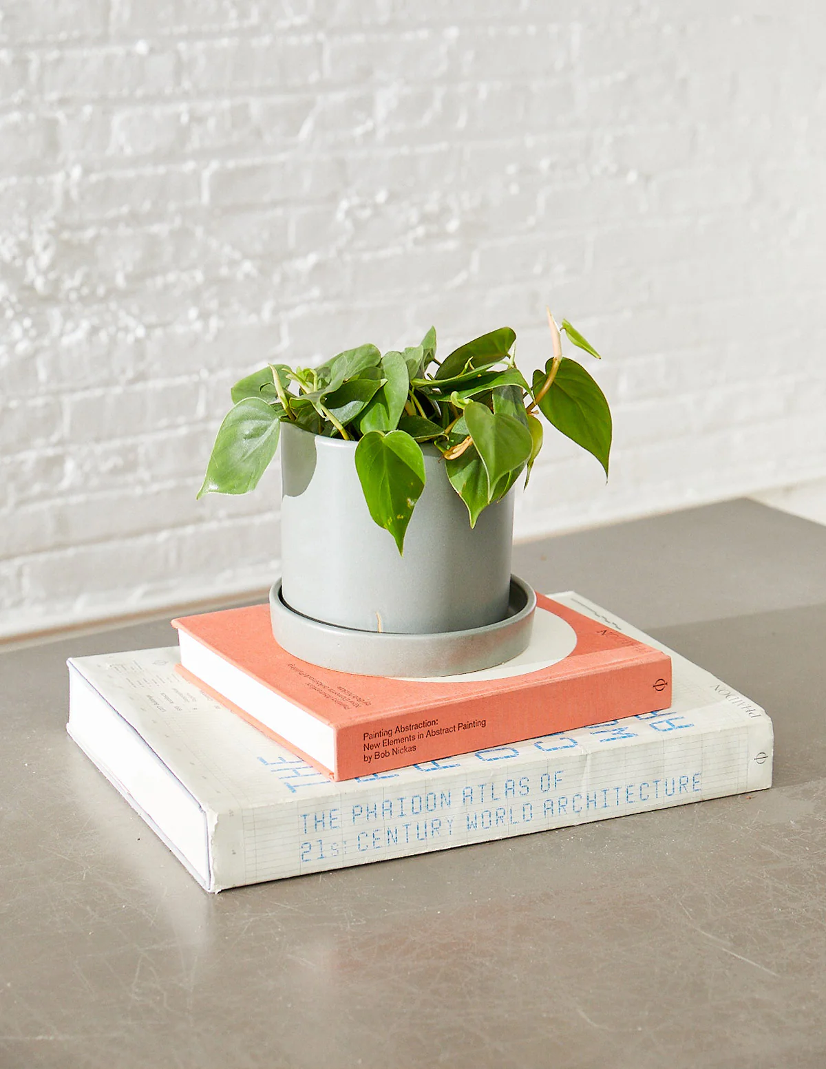 Heartleaf Philodendron - Image 10