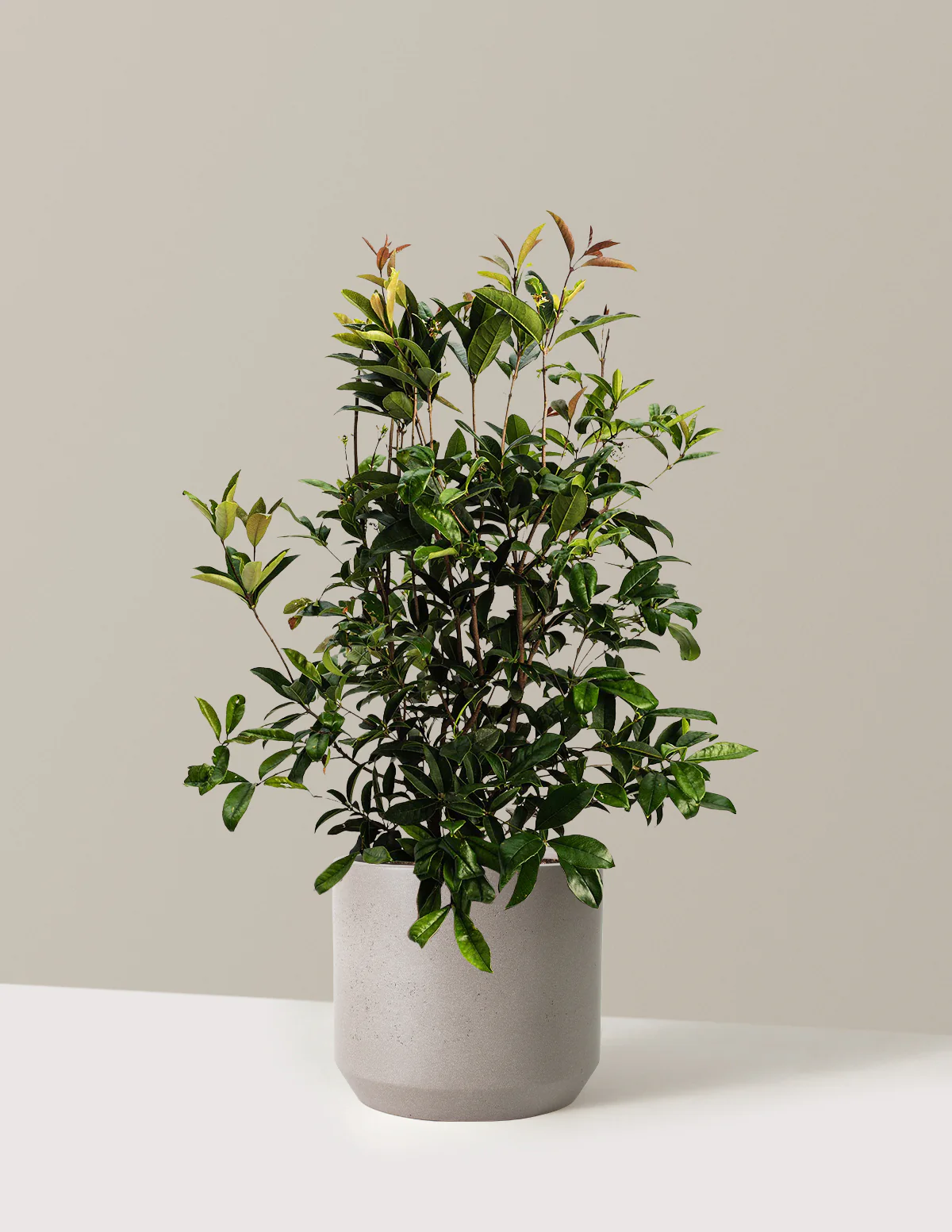 Fragrant Tea Olive Tree - Image 8