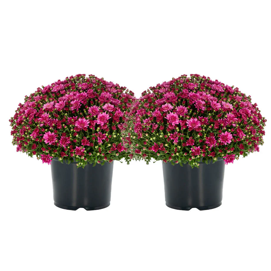 Garden Mums - Image 7
