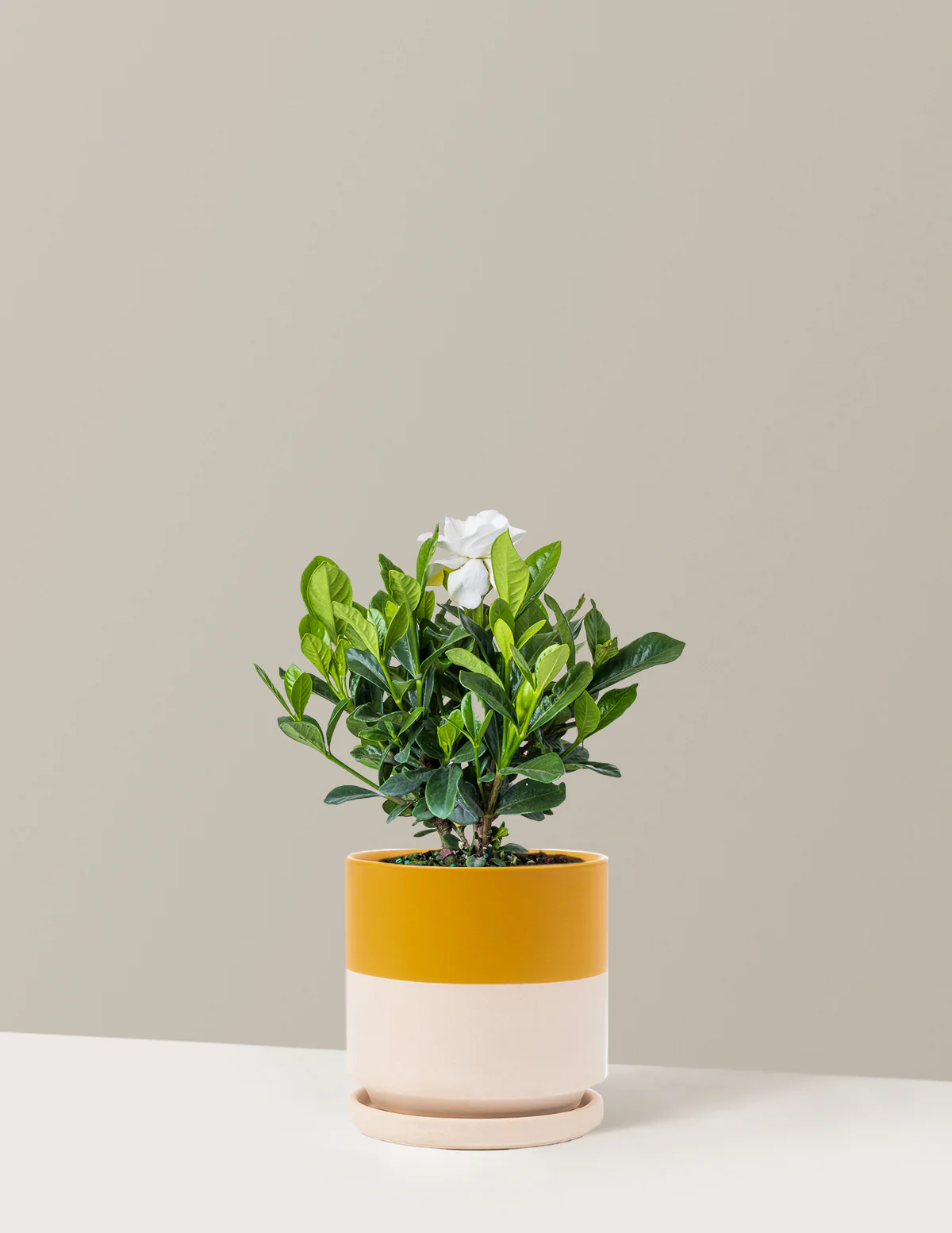 Gardenia Bush - Image 16