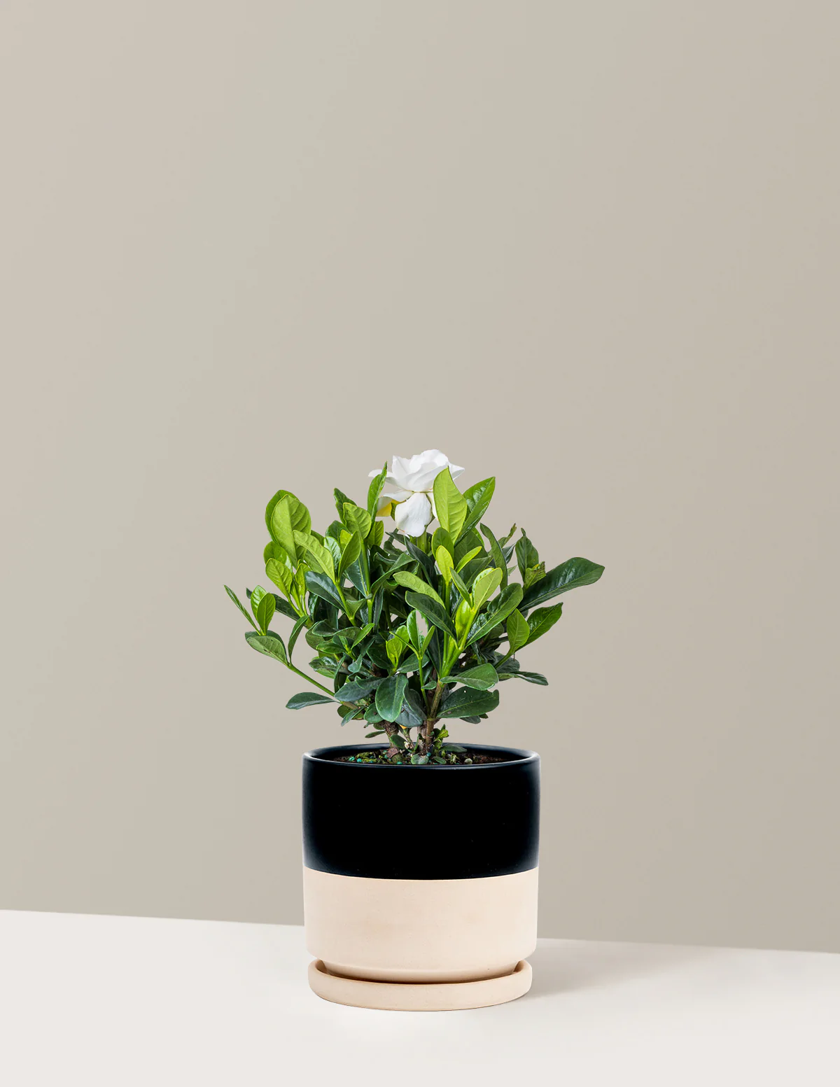 Gardenia Bush - Image 3