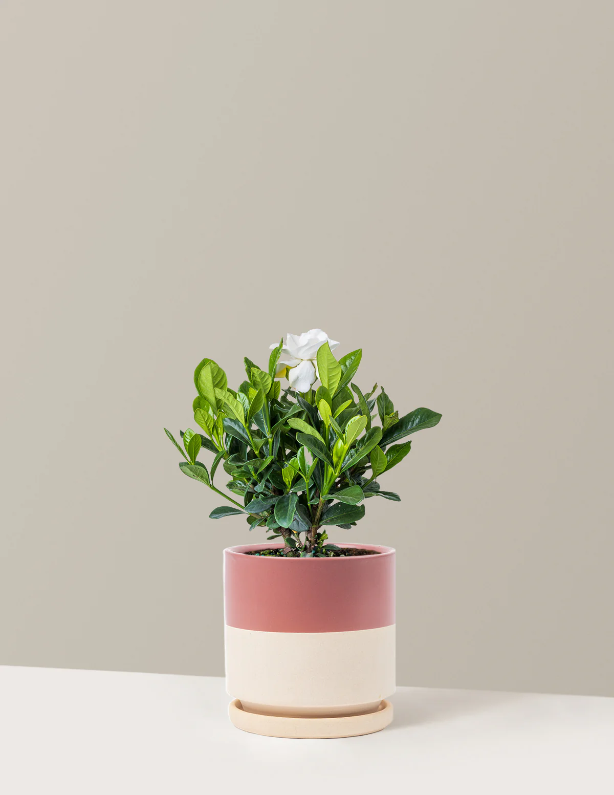 Gardenia Bush - Image 6