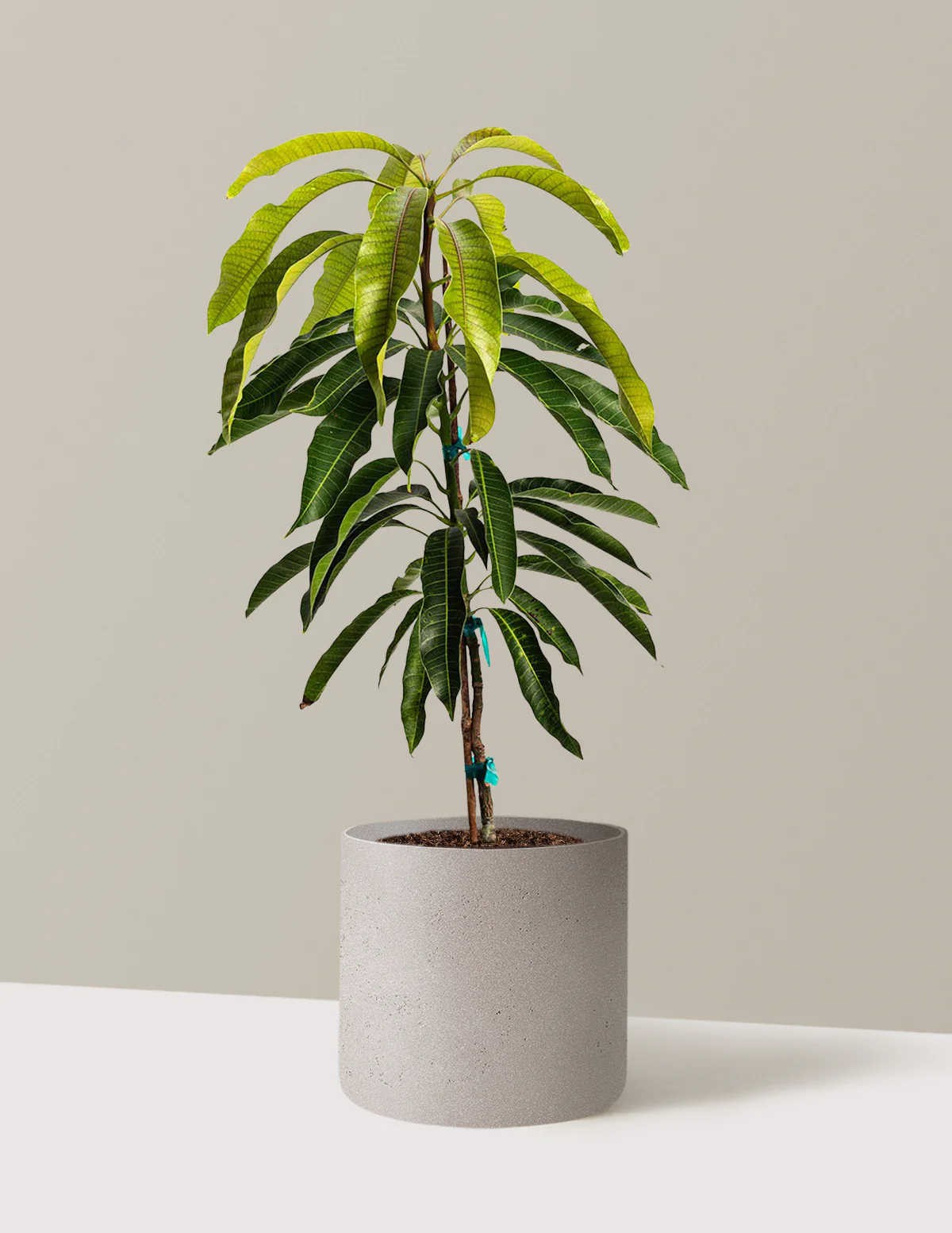 Glenn Mango Tree - Image 6