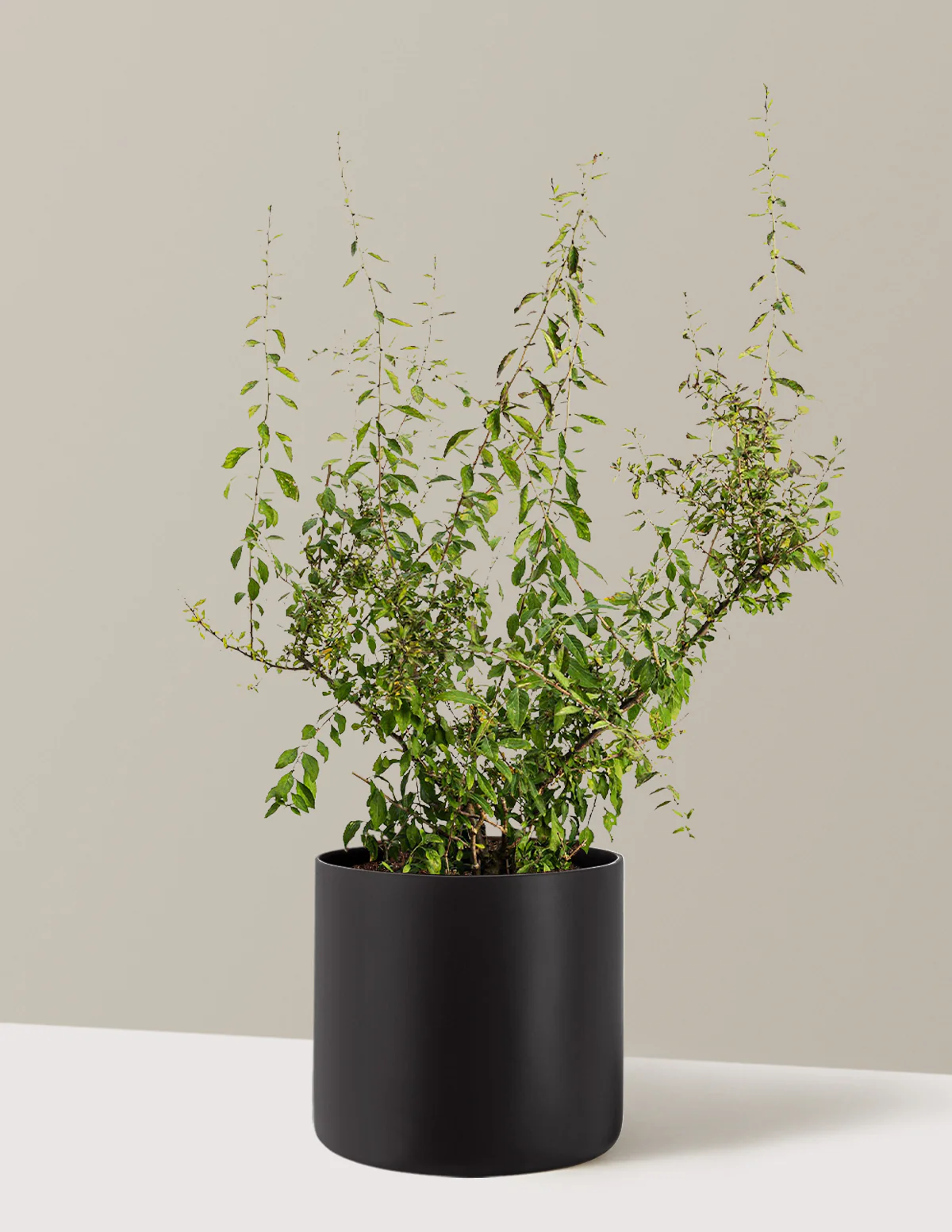 Goji Berry - Image 16