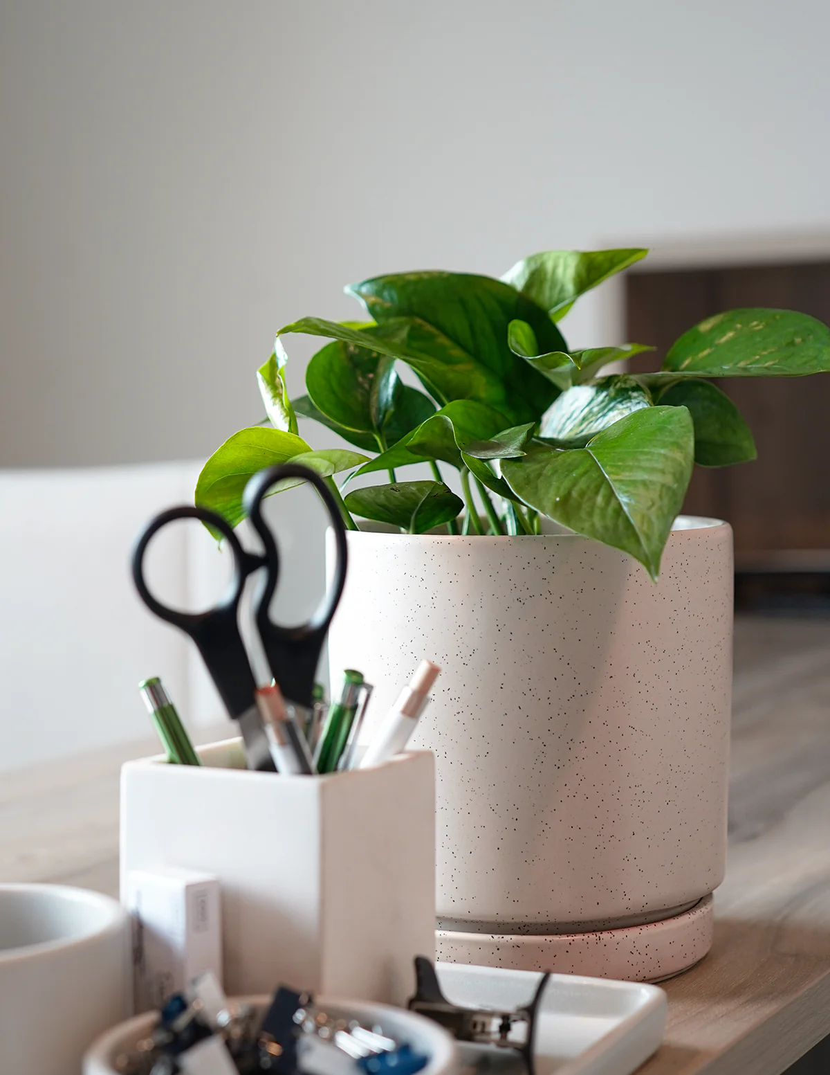 Golden Pothos - Image 3