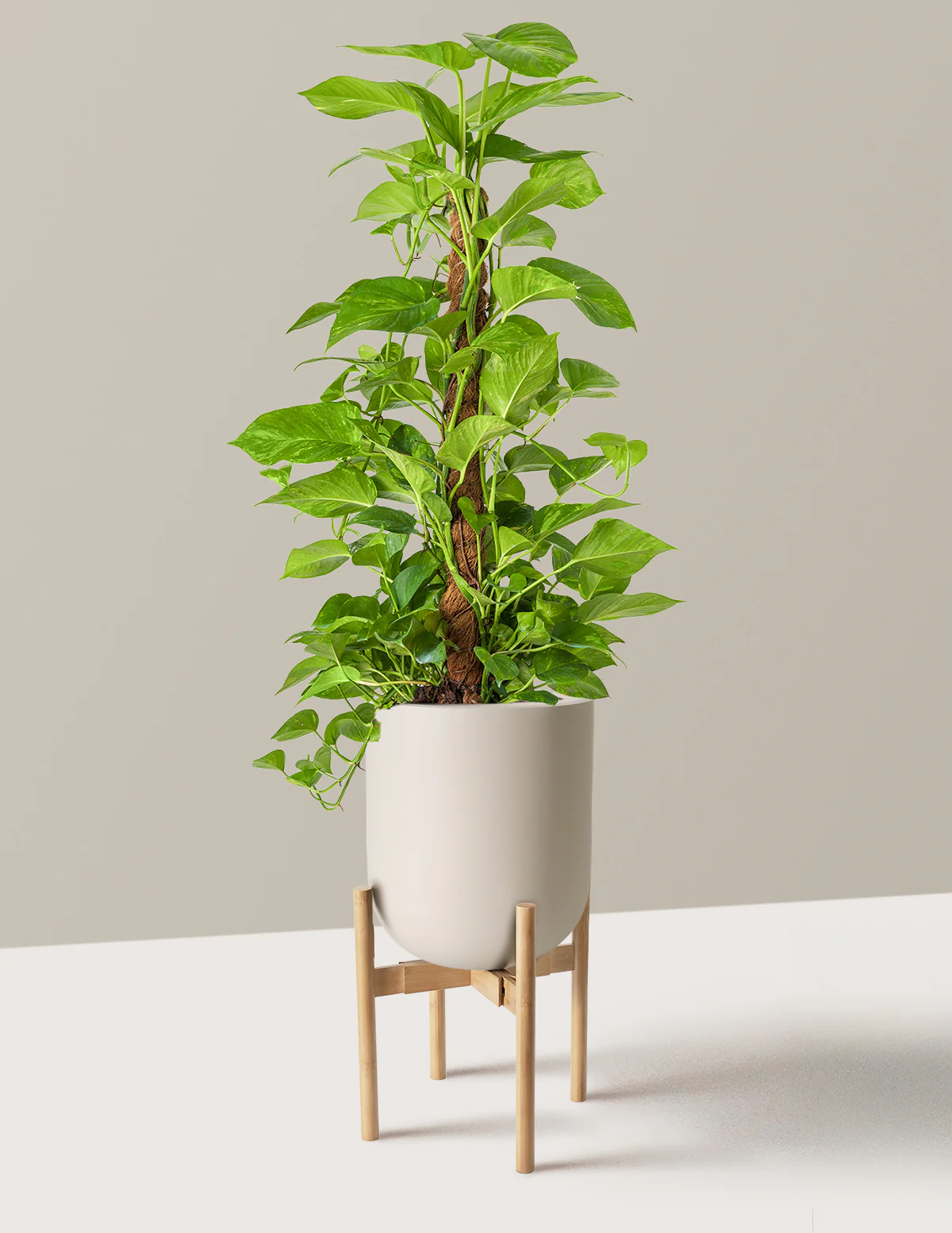 Golden Pothos Totem - Image 6