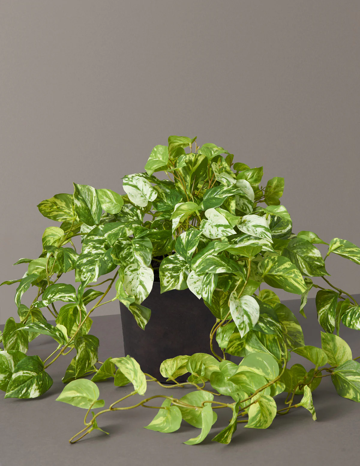 Artificial Pothos Plant - Image 5