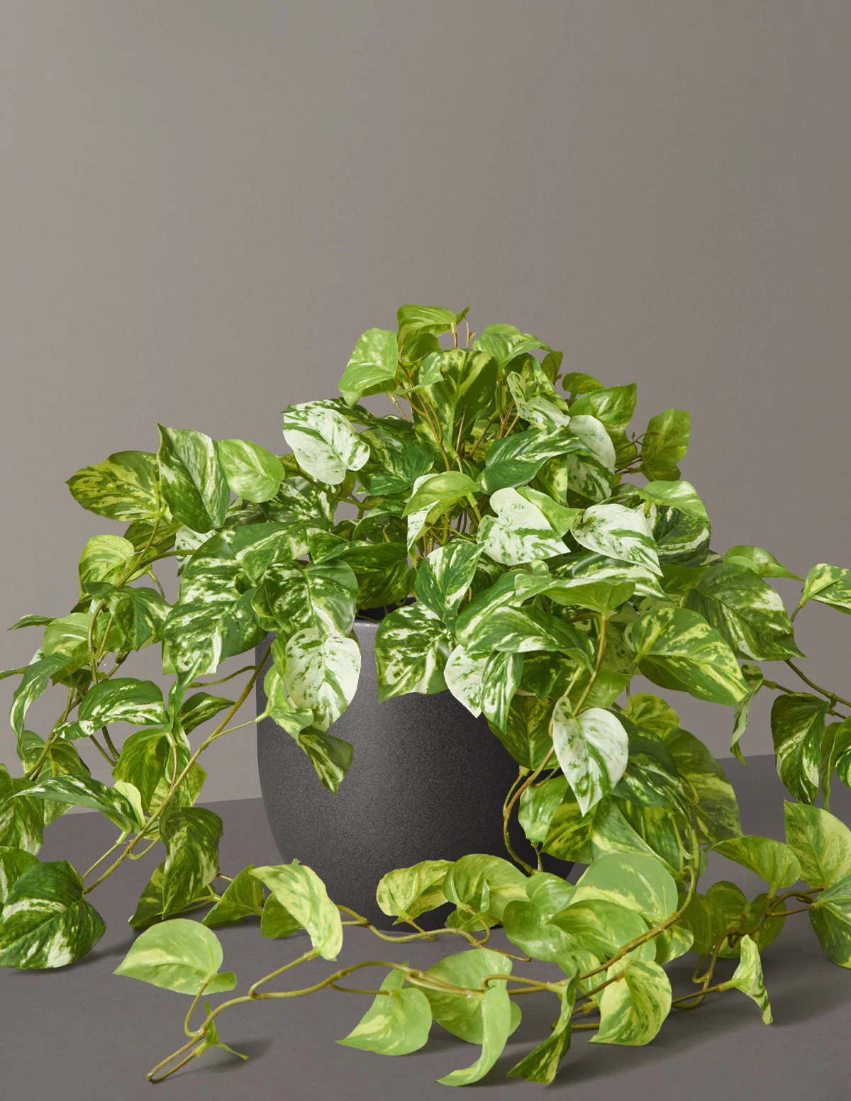 Artificial Pothos Plant - Image 7