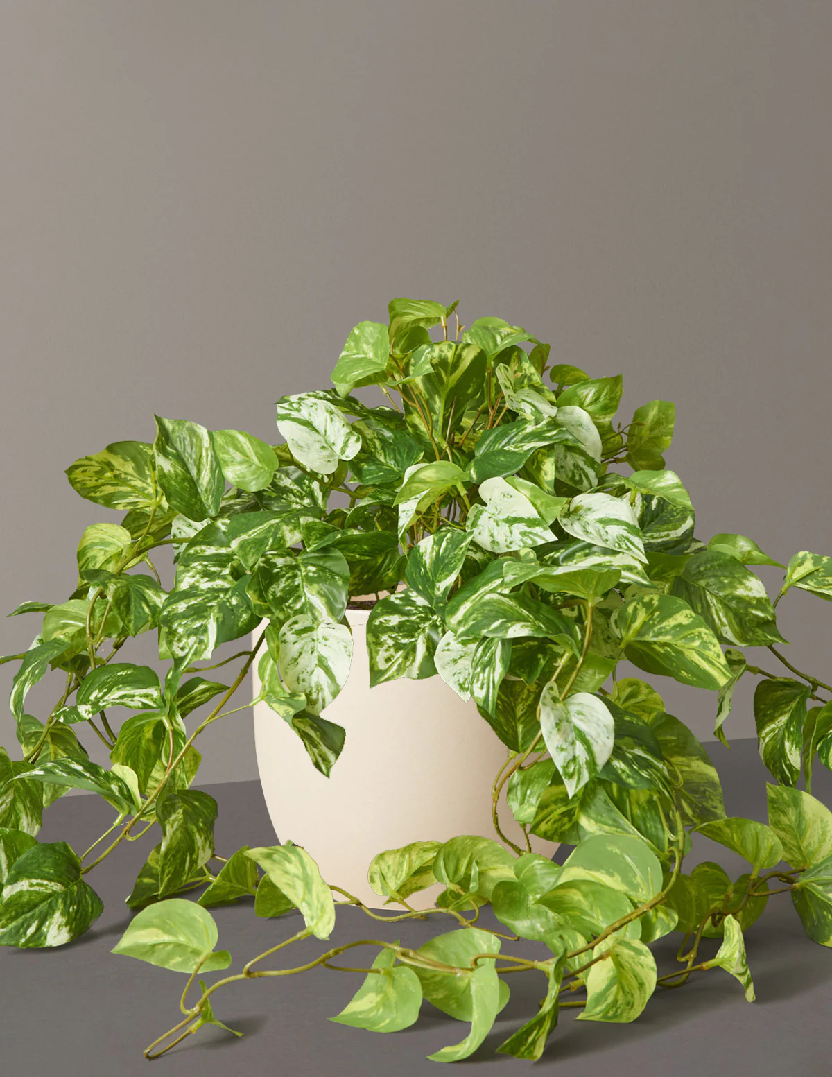 Artificial Pothos Plant - Image 8
