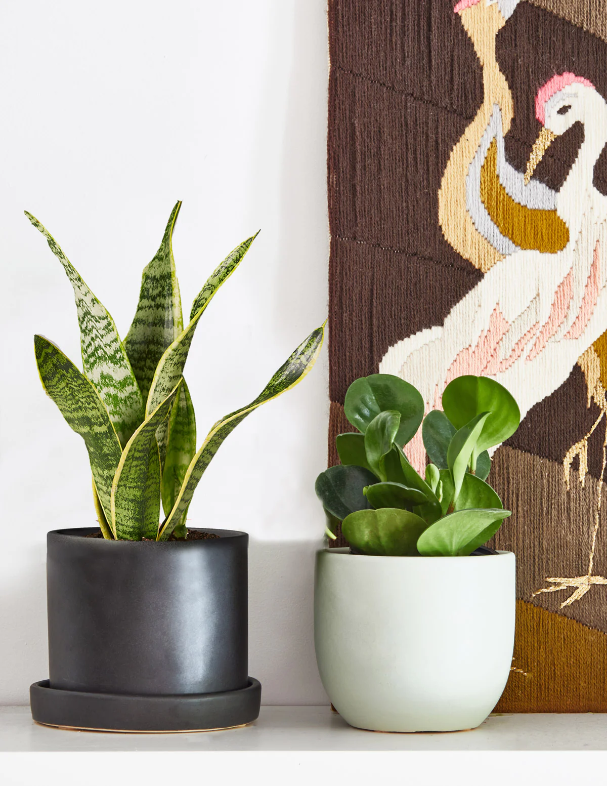 Happy Birthday Peperomia Green - Image 3