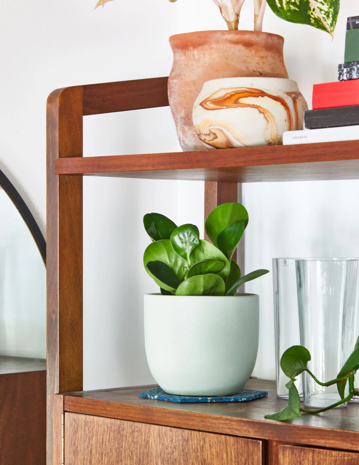 Happy Birthday Peperomia Green - Image 5