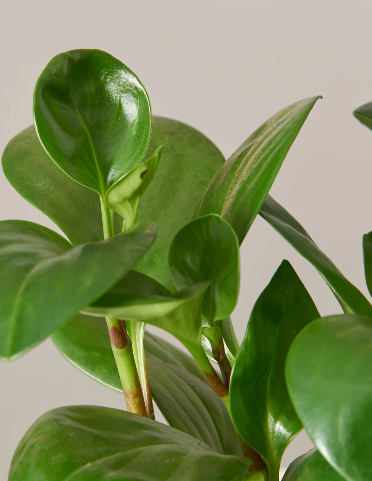 Baby Rubber Plant - Image 14