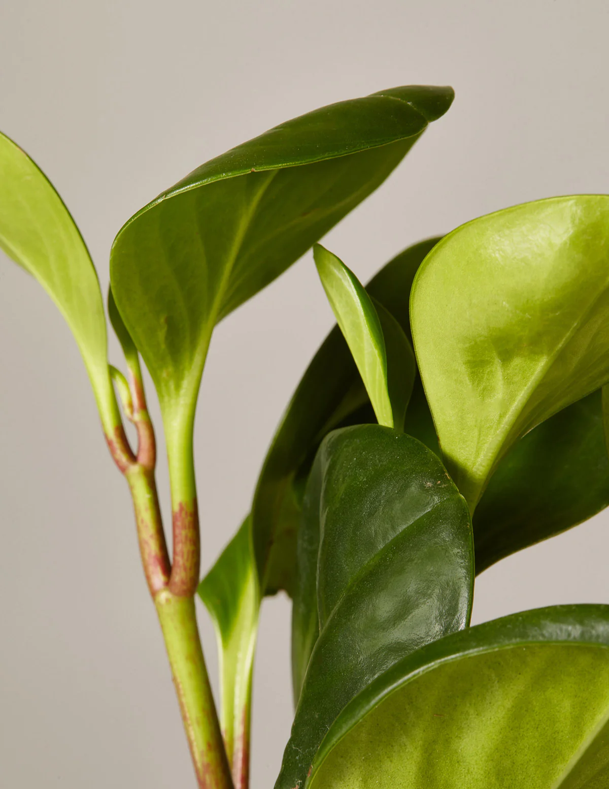 Baby Rubber Plant - Image 13
