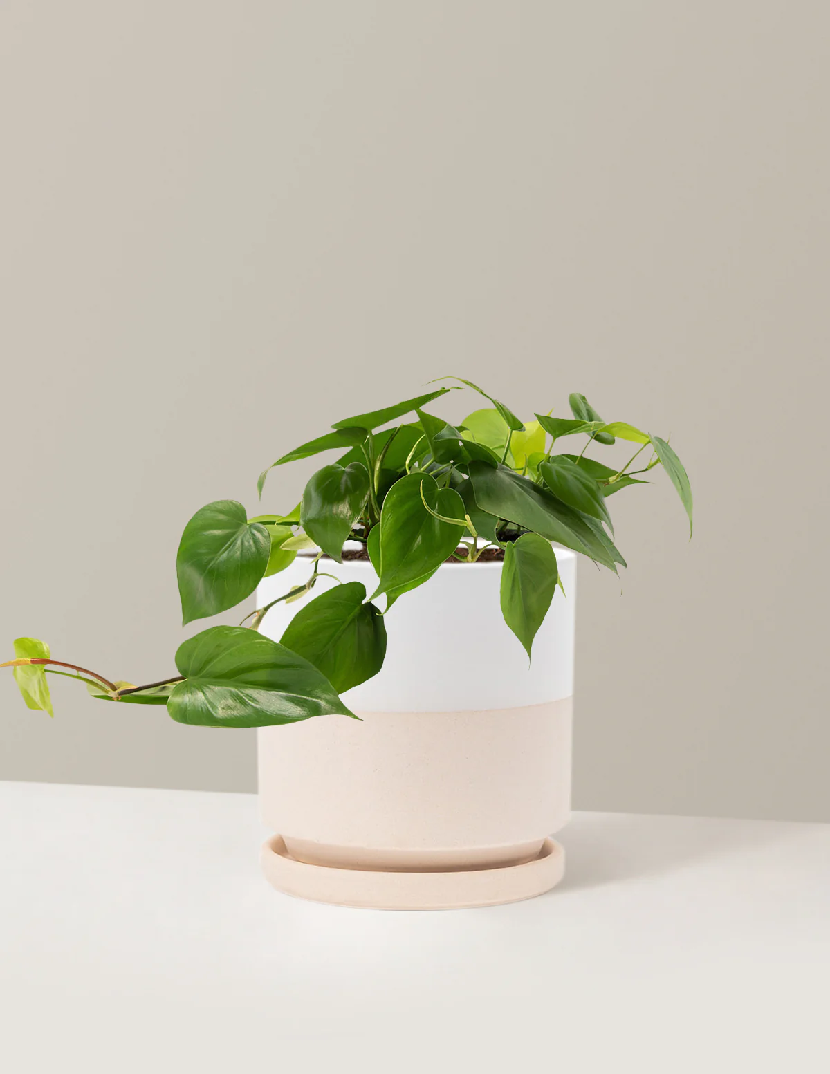 Heartleaf Philodendron - Image 15