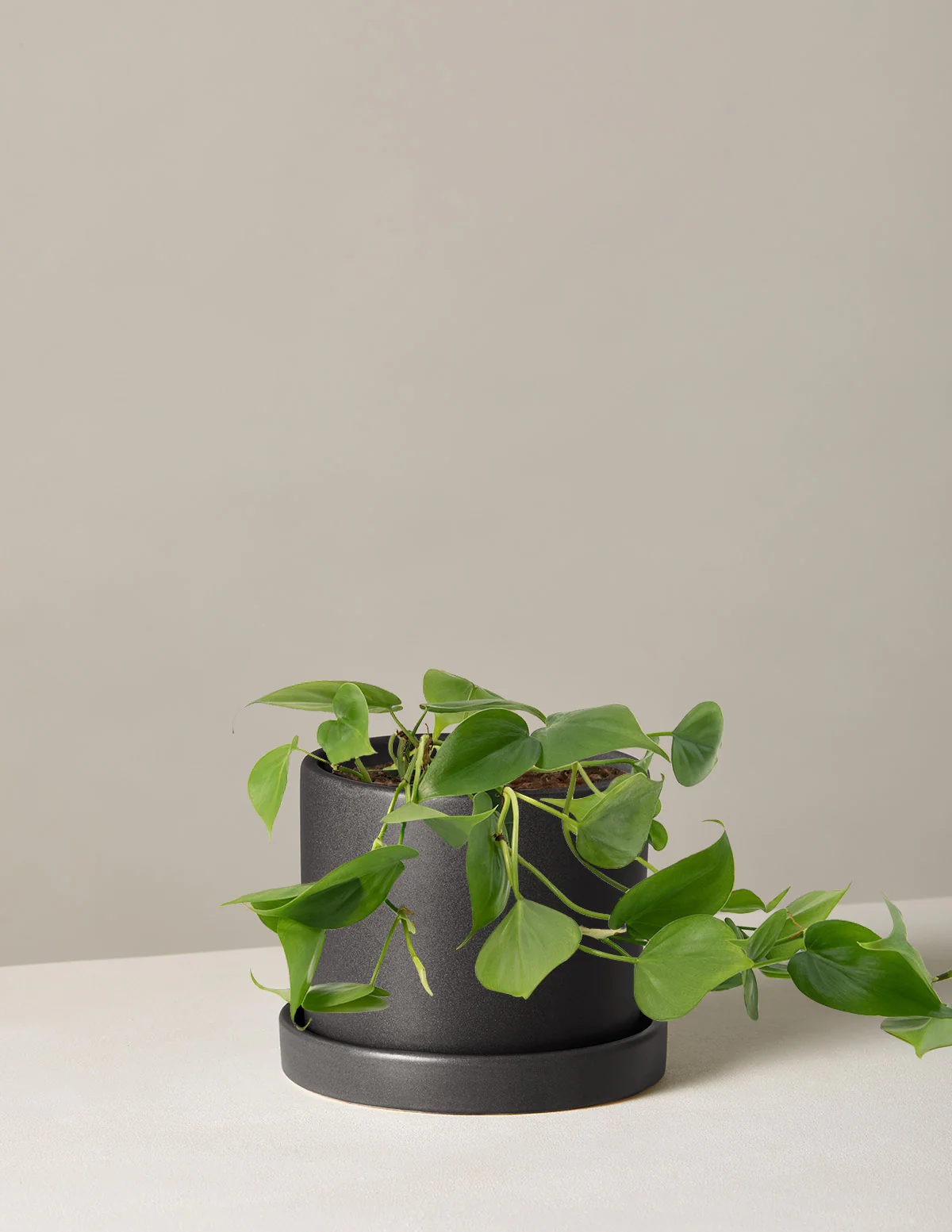 Heartleaf Philodendron - Image 18
