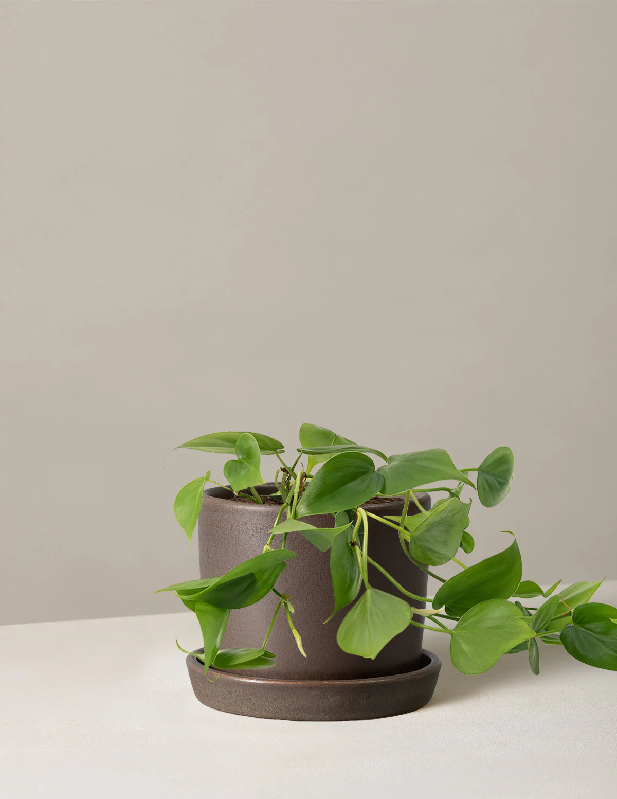 Heartleaf Philodendron - Image 21