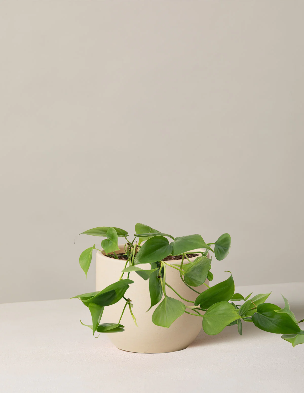 Heartleaf Philodendron - Image 22