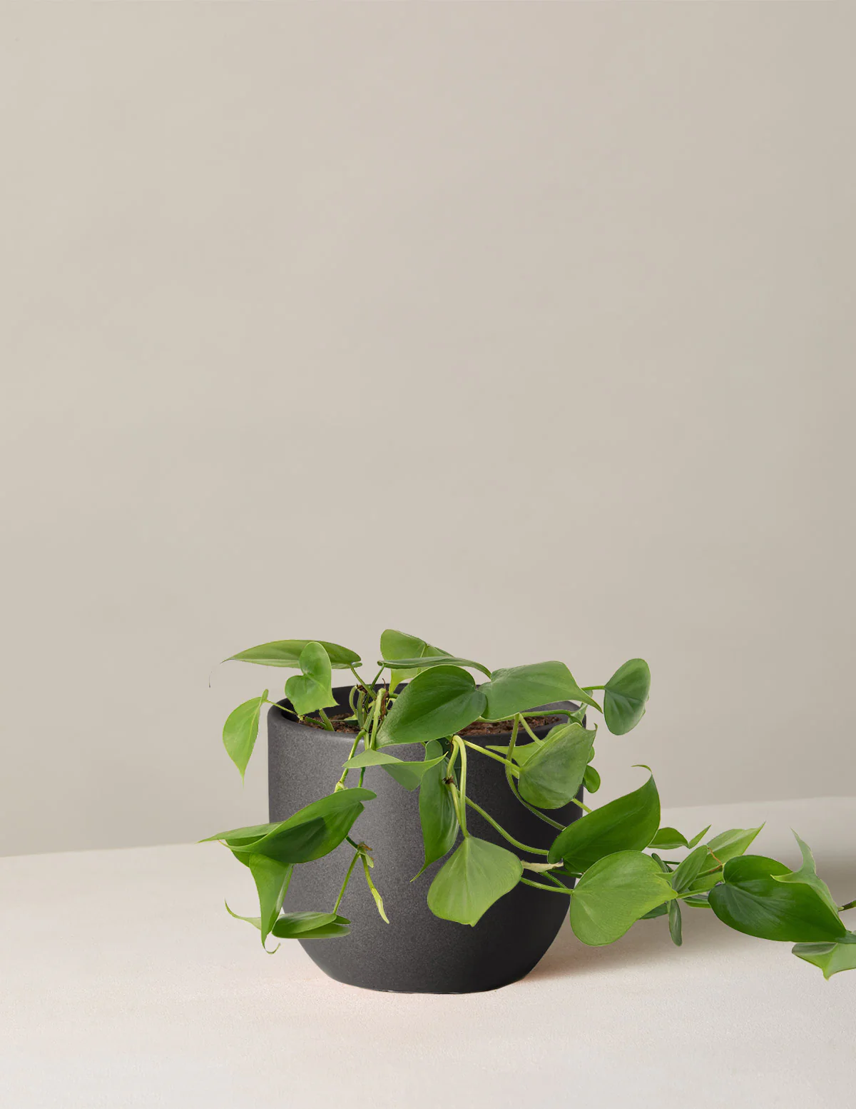 Heartleaf Philodendron - Image 24