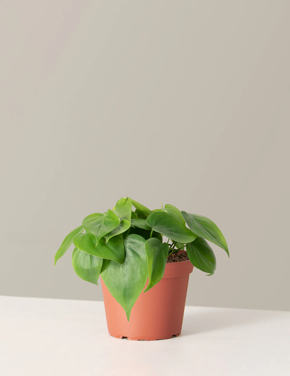 Heartleaf Philodendron - Image 26