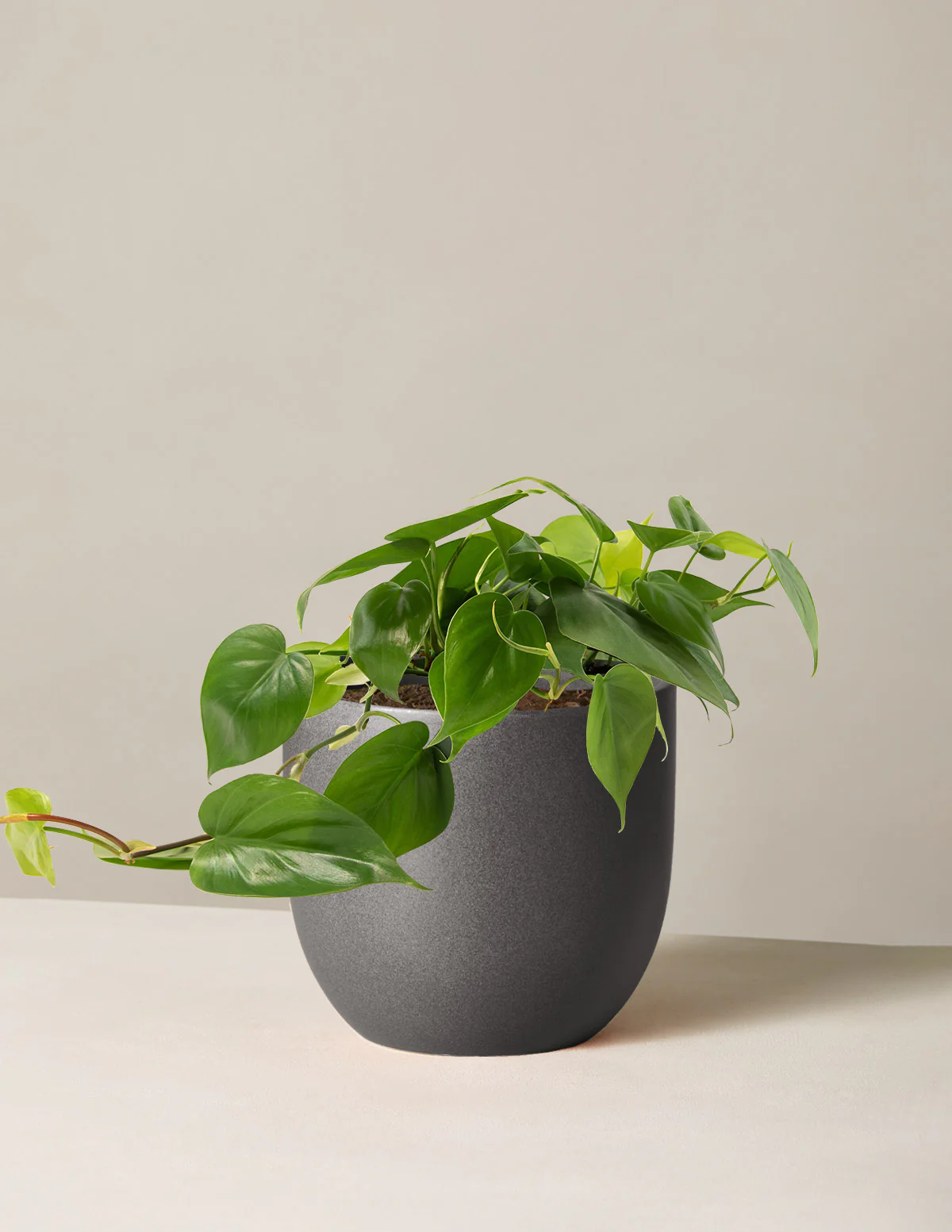 Heartleaf Philodendron - Image 27