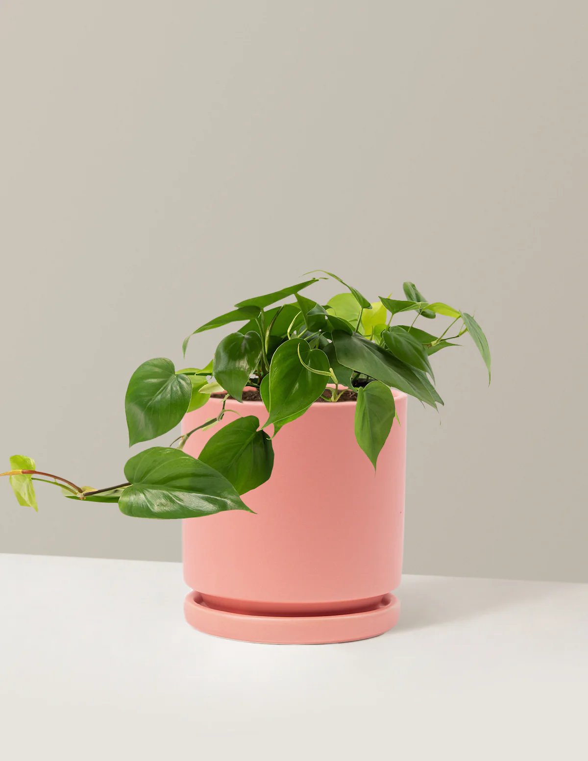 Heartleaf Philodendron - Image 29