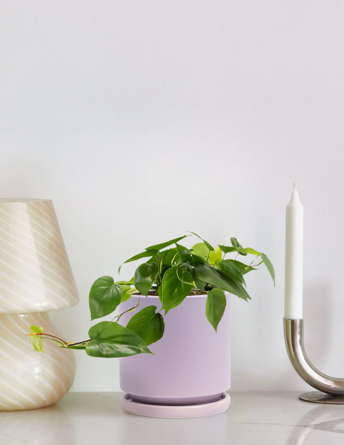 Heartleaf Philodendron - Image 3