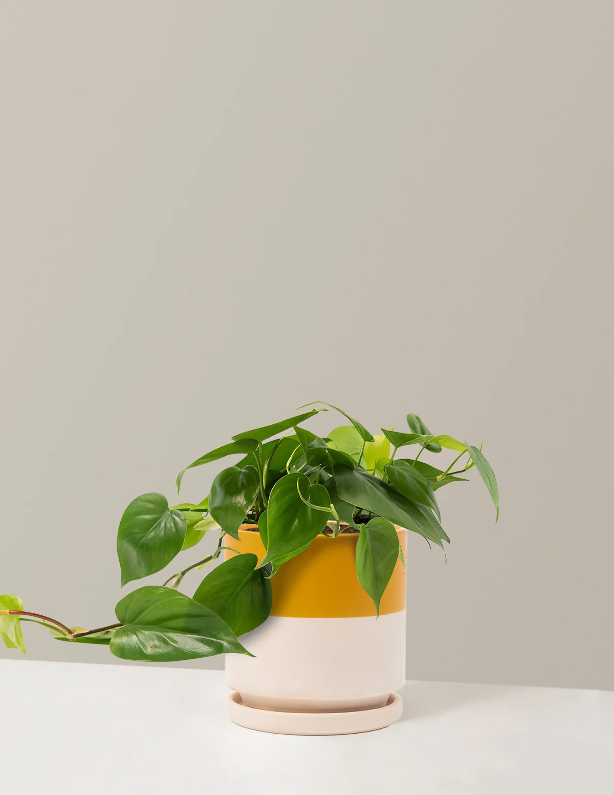 Heartleaf Philodendron - Image 31