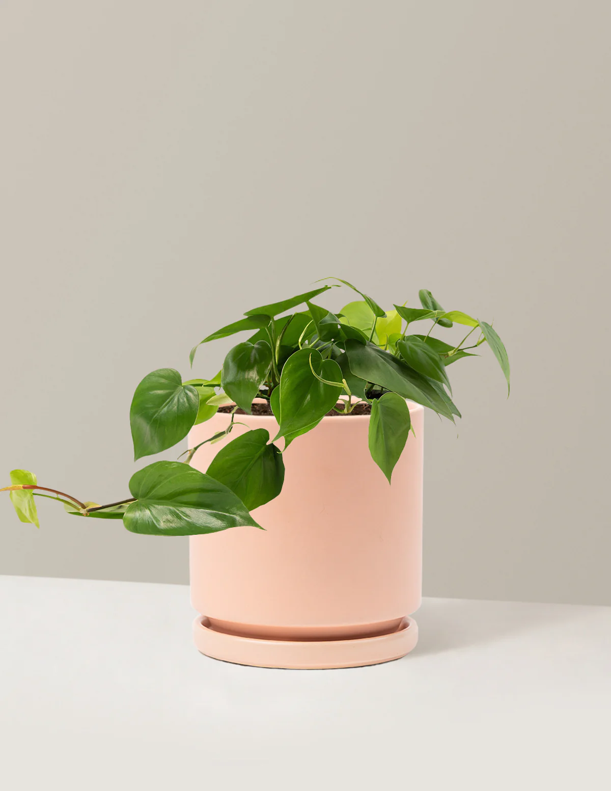 Heartleaf Philodendron - Image 33