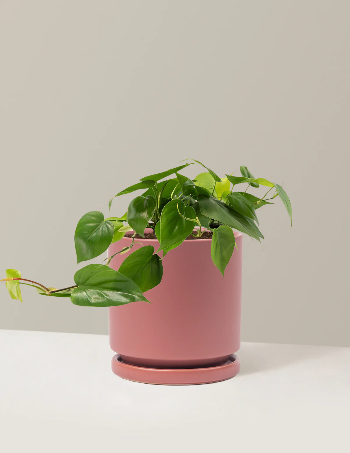 Heartleaf Philodendron - Image 35