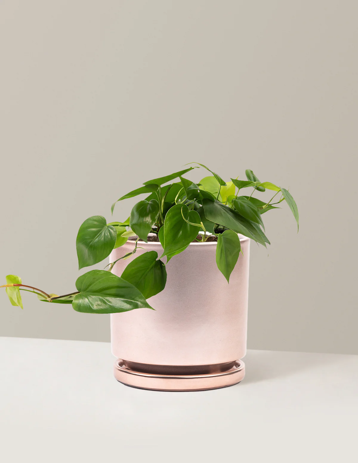 Heartleaf Philodendron - Image 36