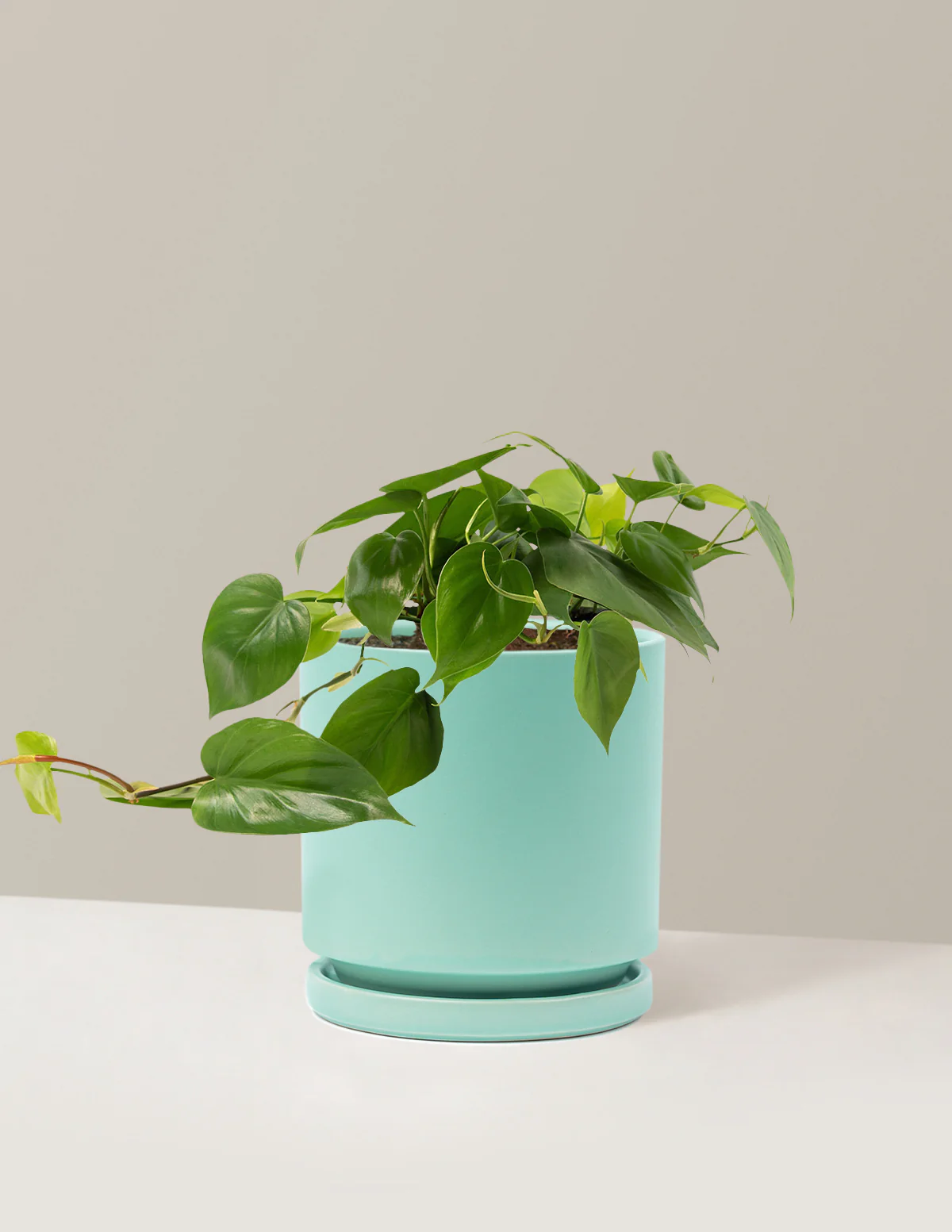 Heartleaf Philodendron - Image 37
