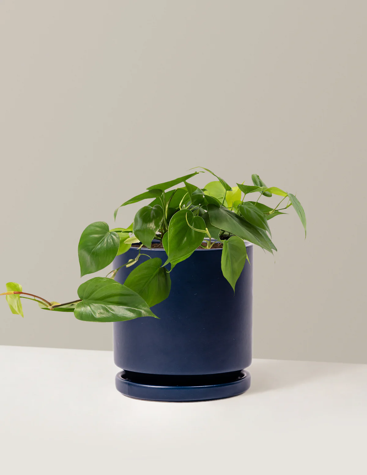 Heartleaf Philodendron - Image 41