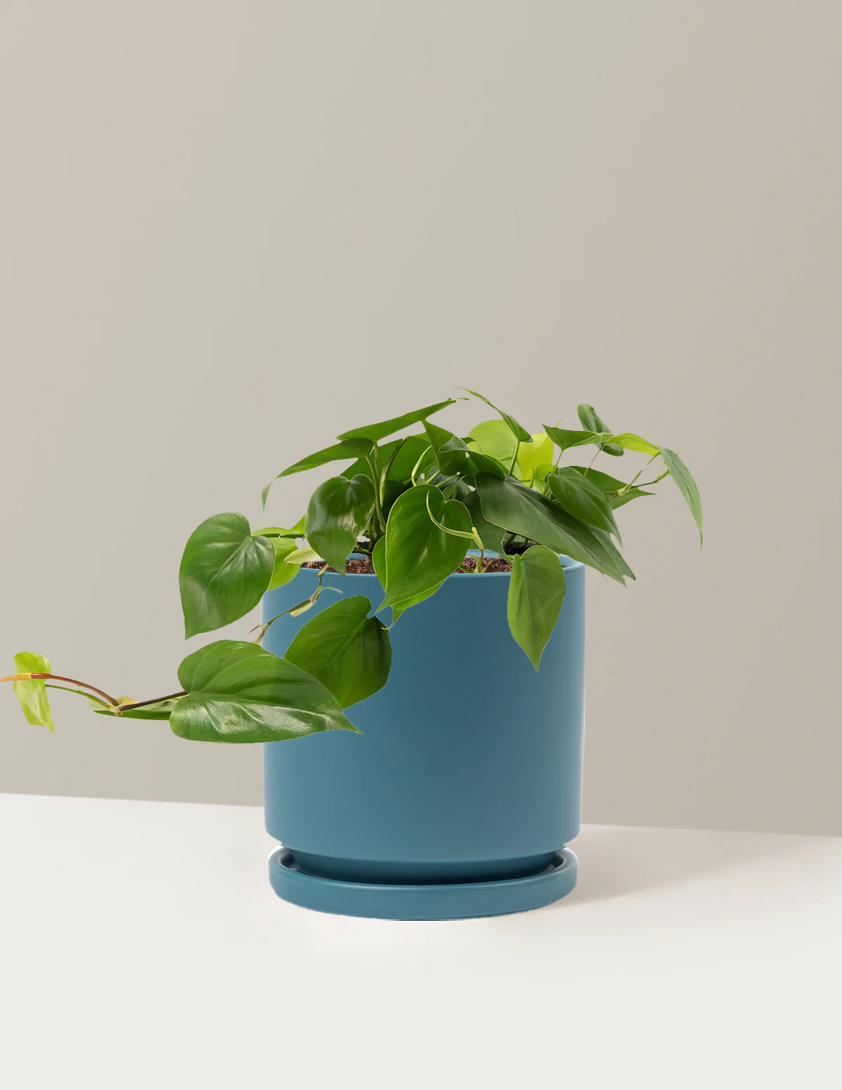 Heartleaf Philodendron - Image 42