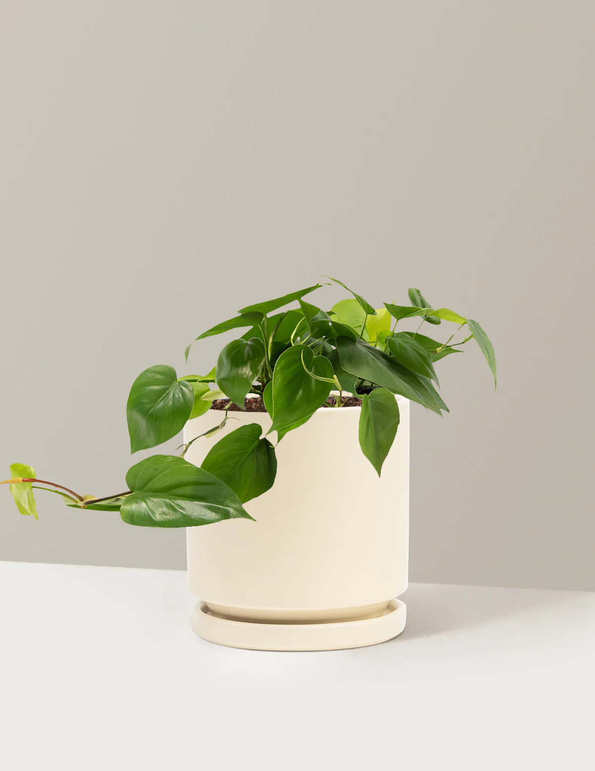 Heartleaf Philodendron - Image 43