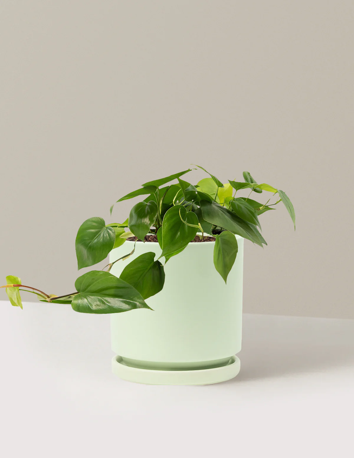 Heartleaf Philodendron - Image 44
