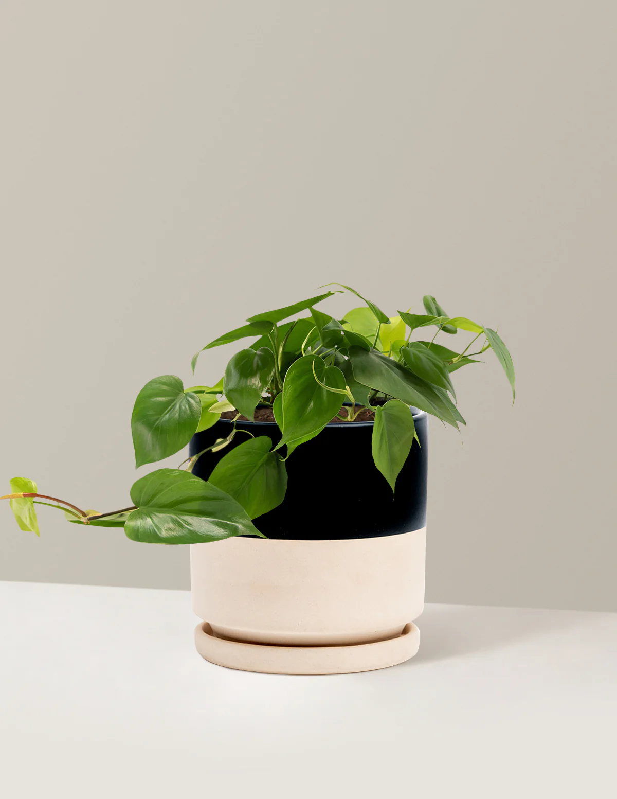 Heartleaf Philodendron - Image 6